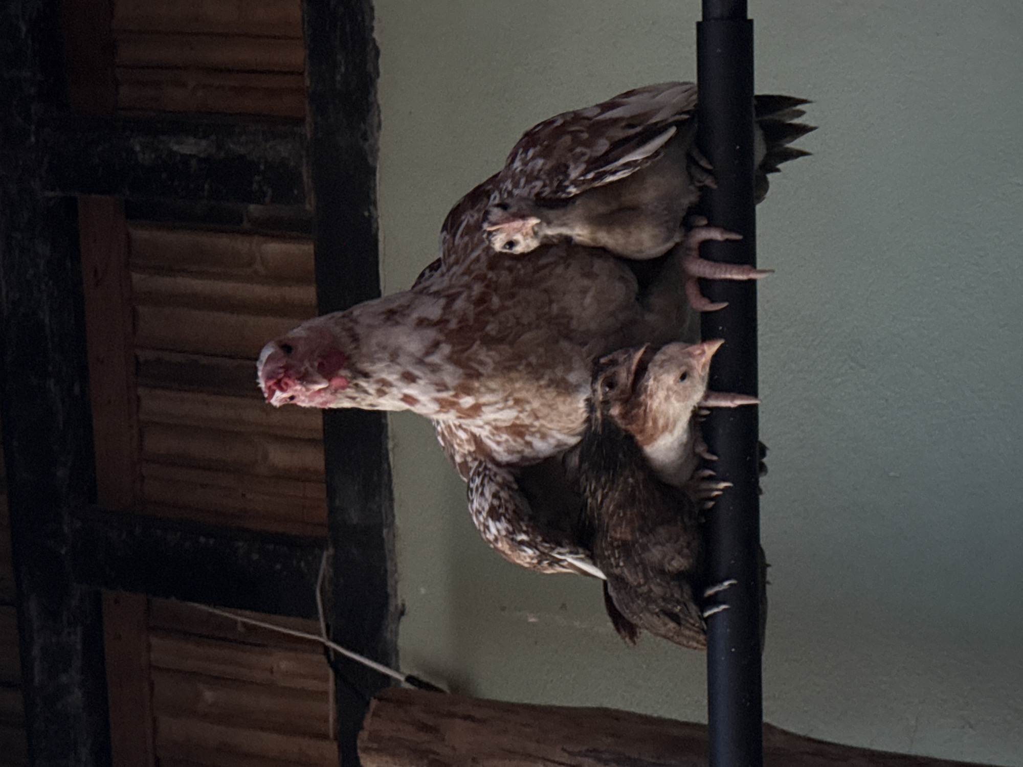 A mother hen, with mottled brown and white plumage and a red comb and wattles, sits perched on a black horizontal bar, cradling three young chicks beneath her. The chicks, smaller and with brown speckled feathers, huddle close to the mother. The background consists of a textured, pale green wall, and above that, a wooden structure with horizontal planks, suggesting an outdoor or semi-enclosed shelter. The image appears to be taken at a low angle, looking up at the birds. The scene is likely in Choeng Thale, Thailand, given the architectural style and natural elements commonly found in the region.