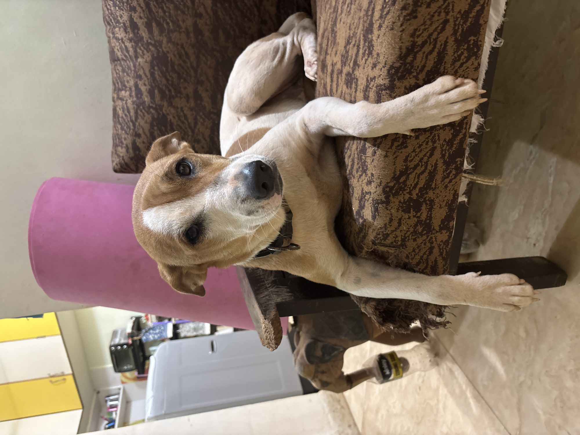 A medium shot captures a tan and white dog with brown markings on its head, resting on a brown patterned sofa. The dog is facing the camera, with its front paws draped over the edge of the sofa. Behind the dog, a large pink cylindrical object is visible, and further in the background, yellow and white cabinets are mounted on a wall. To the left of the dog, an elephant statue holding a plastic bottle is partially visible. The floor is tiled. The scene appears to be indoors, likely in a residential setting in Ashvem, India.