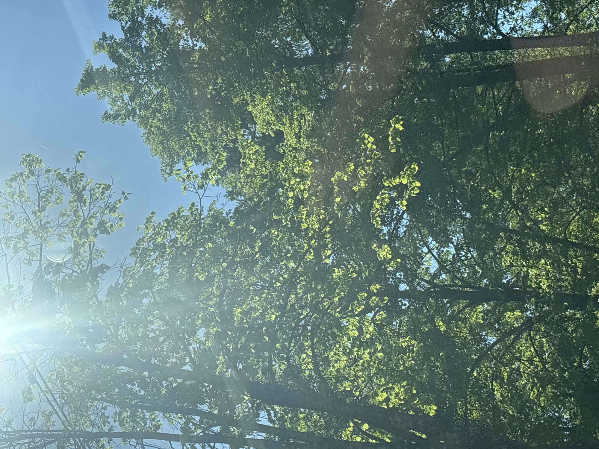 The image shows a view looking up into the trees, with bright sunlight filtering through the leaves against a blue sky. The tree foliage is dense and green. There are no people or discernible objects other than the trees and sky. The location in the city of Chaikovsky, Russia is not evident from the image.