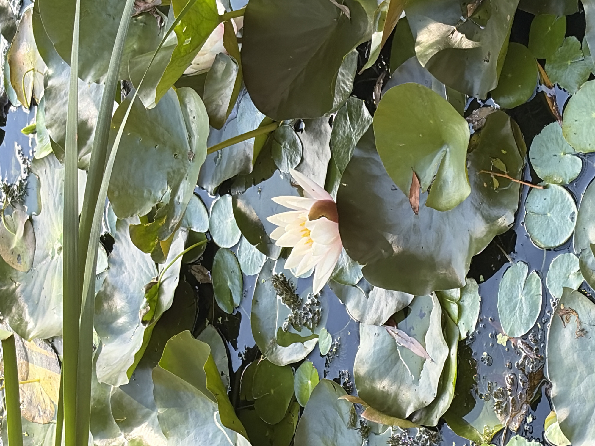 A close-up, overhead view of a pond filled with lush green lily pads and a single, delicate white water lily in bloom. The water lily, with its pale petals and yellow center, is partially surrounded by the large, round lily pads. Sunlight catches the leaves, creating highlights and shadows. Several long, thin green reeds or grasses arch over the scene, adding depth and texture. The water is dark and reflective, interspersed with small bubbles and patches of debris, suggesting a natural, possibly park-like setting. The image is likely from a public park in Khimki, Russia, possibly depicting a section of a garden or water feature. There are no people or animals visible in the frame.