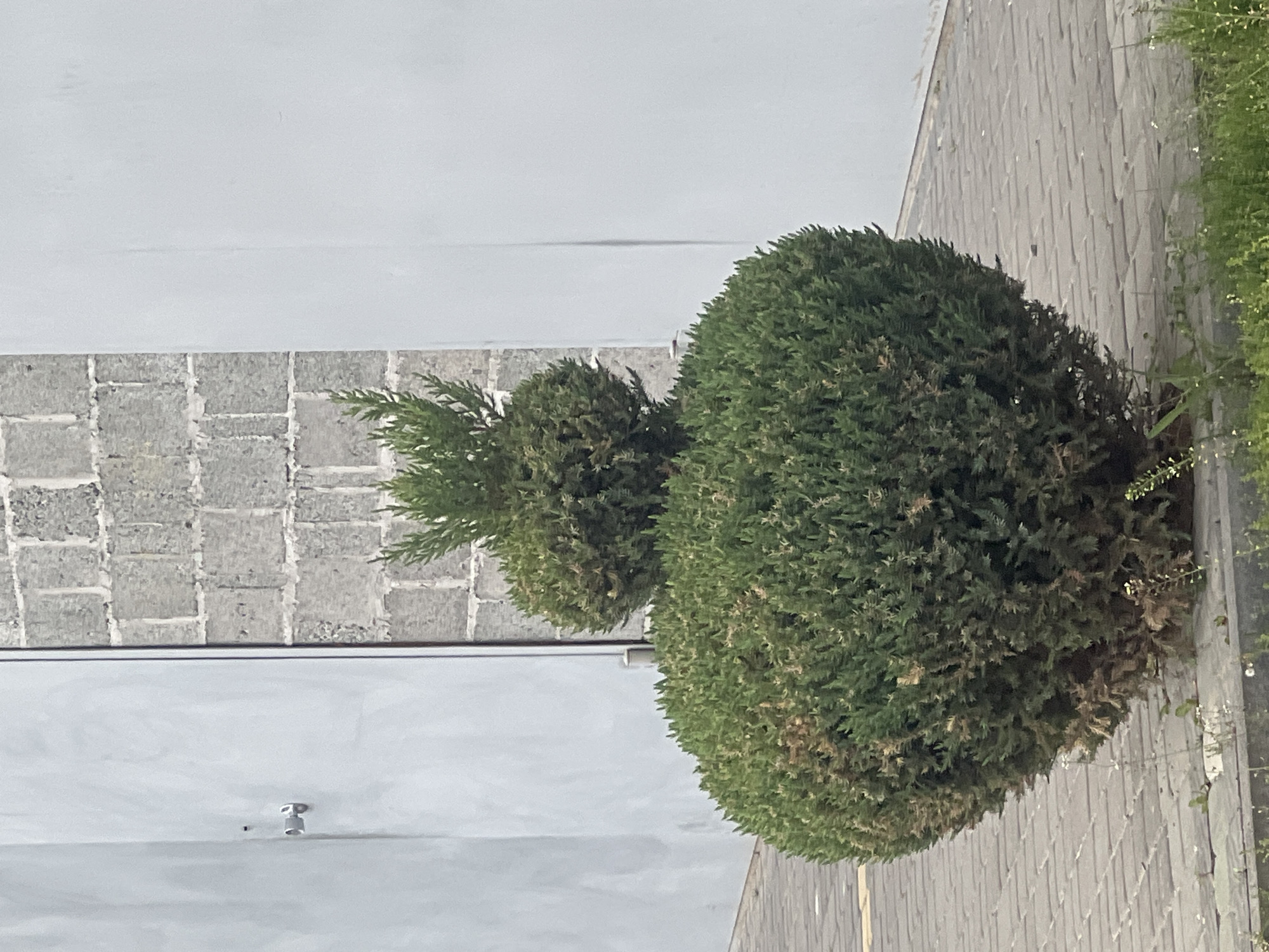 Two round evergreen shrubs are situated along a brick wall. The larger shrub is closer to the wall, with the smaller one slightly behind it. A light-colored building is behind the shrubs. A surveillance camera is visible on the building. The scene appears to be in an outdoor urban or suburban environment. There are no people visible in the image. The location of Cherliany, Ukraine is not identifiable based on the image contents alone.