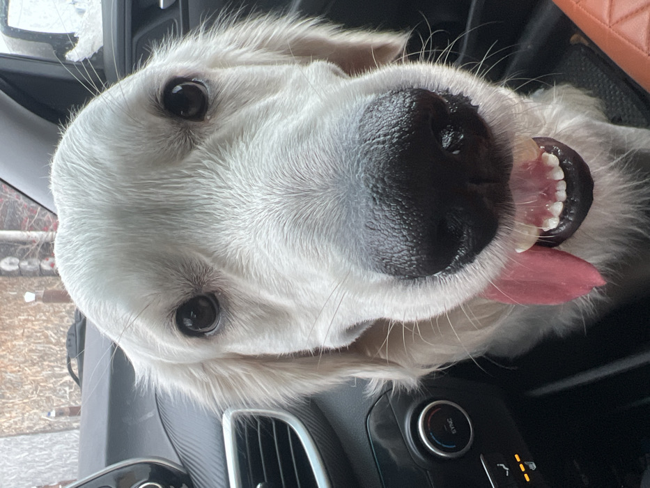 A light-colored dog, consistent with a Golden Retriever breed, is depicted in a close-up frontal view within the interior of a vehicle, located in the city of Ягул, Russia. The dog's face occupies the majority of the frame, featuring dark eyes, a prominent black nose with a textured surface, and a partially extended pink tongue revealing white teeth. The dog's gaze is directed towards the camera. The immediate background shows elements of a car's dashboard, including a black textured surface, a chrome-accented air vent on the left, and climate control dials (one labeled "SYNC," another indicating heated seats). An orange object is partially visible in the bottom right corner of the frame. Through the vehicle's window in the upper background, indistinct outdoor elements, including what appear to be bare tree branches and light-toned structures, are visible.