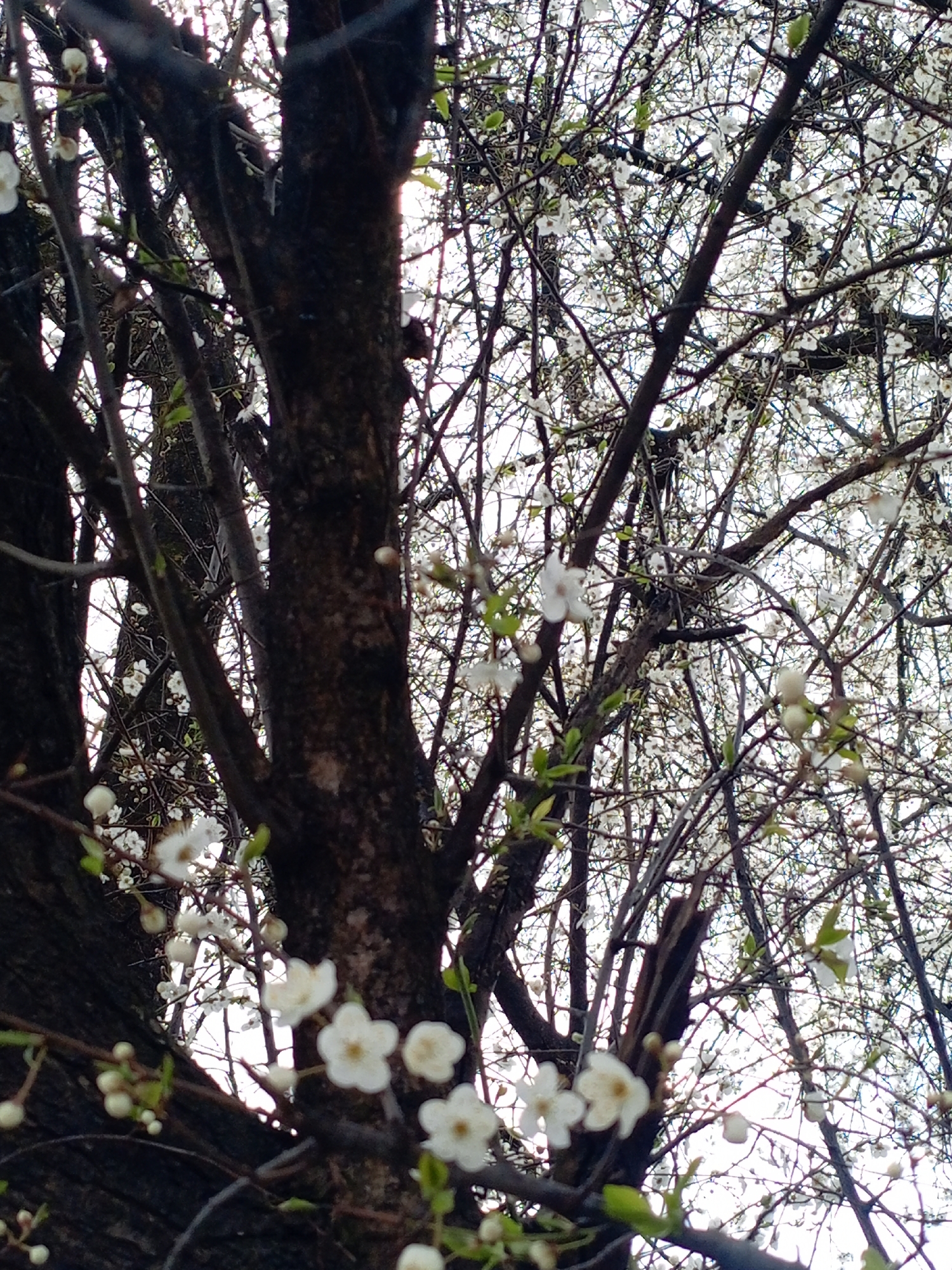 The image depicts a close-up view of a tree in full bloom, likely located in Hrodna, Belarus. The tree has a dark, textured trunk and branches filled with small white flowers. Some young green leaves are also visible amidst the blossoms. The background is a blurry sky, suggesting the photo was taken during the day. No people or animals are discernible in the image. The focus is solely on the tree and its spring blossoms.