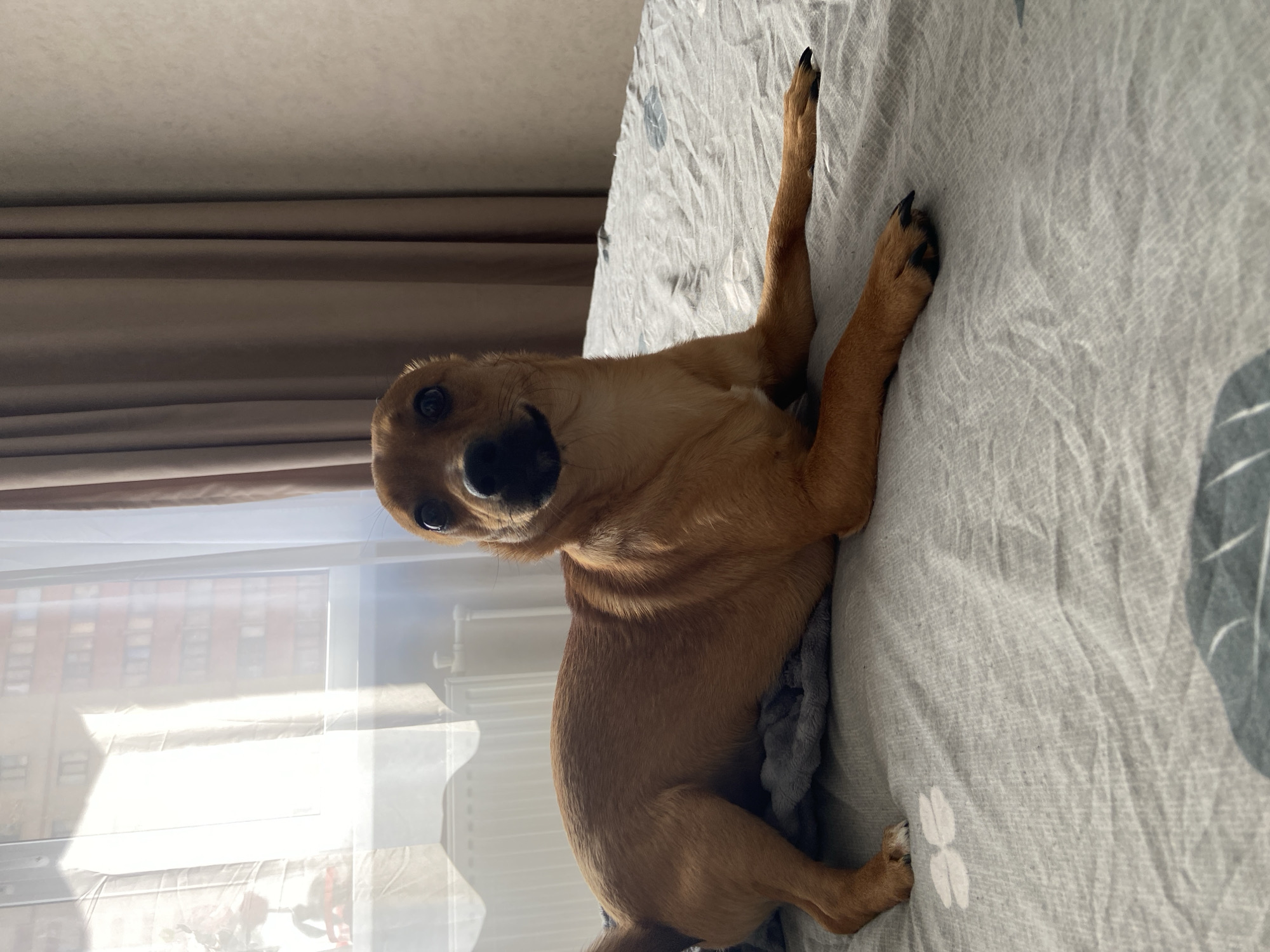 A light brown dog is lying on a bed with gray and white patterned bedding. The dog is facing the camera with its front paws extended upwards. The dog is near a window with partially visible buildings outside. The location cannot be confirmed as Дядьково, Russia based on the image alone.