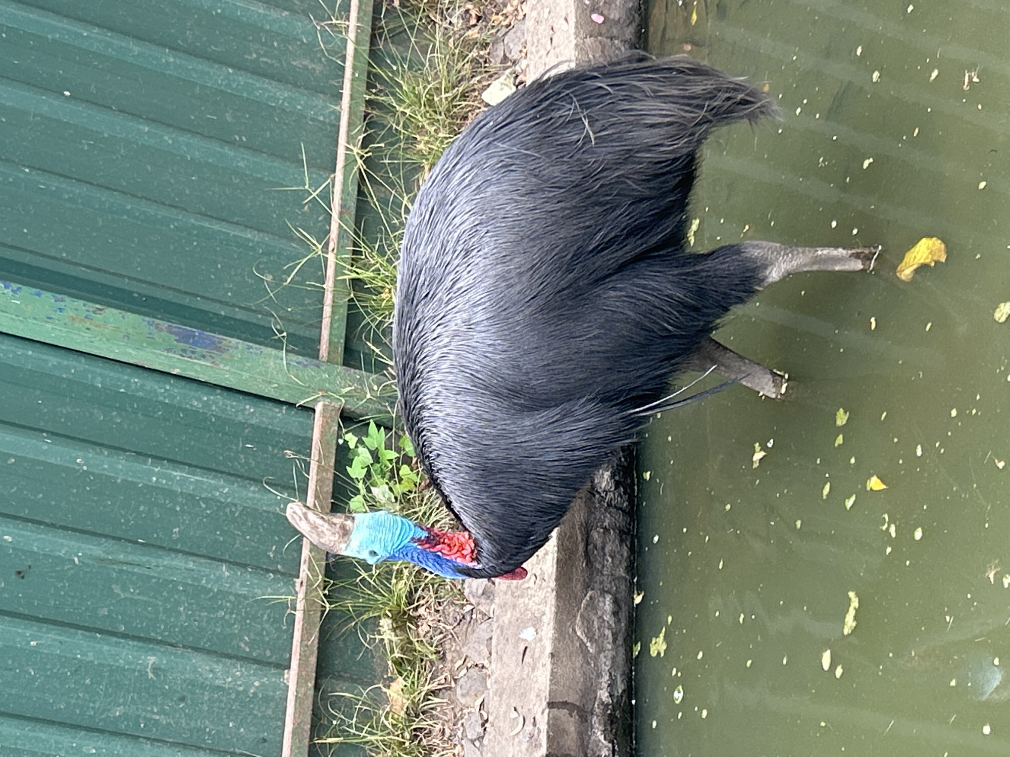 An adult Southern Cassowary stands in shallow, murky green water. The bird is predominantly black with iridescent blue skin on its neck and a red wattle. Its head is brown with a bluish-green casque. The cassowary's legs are grey and scaly. The water is covered with scattered yellow and green leaves and white specks. The bird is positioned in front of a rough, grey concrete embankment, behind which is a band of dry grass and some small green plants. Further back, a tall, corrugated green metal fence runs horizontally. The image is an outdoor shot, likely in a zoo or wildlife enclosure, given the fencing and the presence of an animal that typically inhabits rainforests. It is not possible to determine the specific location within Tanubada, Papua New Guinea from the image alone, but it shows an animal in its habitat.