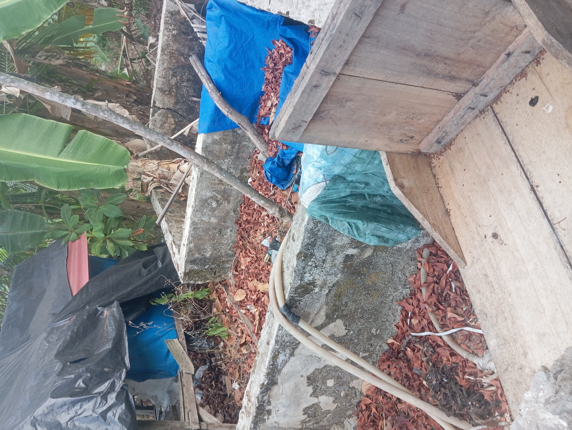 The image depicts an outdoor scene in Dente Teladas, Indonesia, characterized by a cluttered and somewhat neglected environment. In the foreground, a wooden structure, possibly a trough or raised bed, is visible with worn wooden planks. The floor of this structure is scattered with small, reddish-brown particles, possibly dried leaves or seeds. A section of rough, grey concrete wall runs across the midground, separating the foreground from the background.
On top of this concrete wall and extending into the background, there are several elements of debris and coverings. A large black tarp is draped over what appears to be a makeshift shelter or structure, with glimpses of a red corrugated roof underneath. Blue tarps are also present, one partially covering a concrete basin filled with reddish-brown debris, and another used as a covering in the background. A green tarp is visible towards the right side of the image, partially obscuring a concrete structure.
The ground area behind the concrete wall is covered with a thick layer of dried brown leaves and organic debris. Several lengths of beige-colored hosepipe are visible on the concrete wall and amongst the leaves, suggesting a water source or drainage system. Tree trunks and large green banana leaves dominate the background, indicating a tropical or sub-tropical environment. The overall impression is one of an outdoor area that is either under construction, in disuse, or has been affected by natural elements, with various materials and debris present.