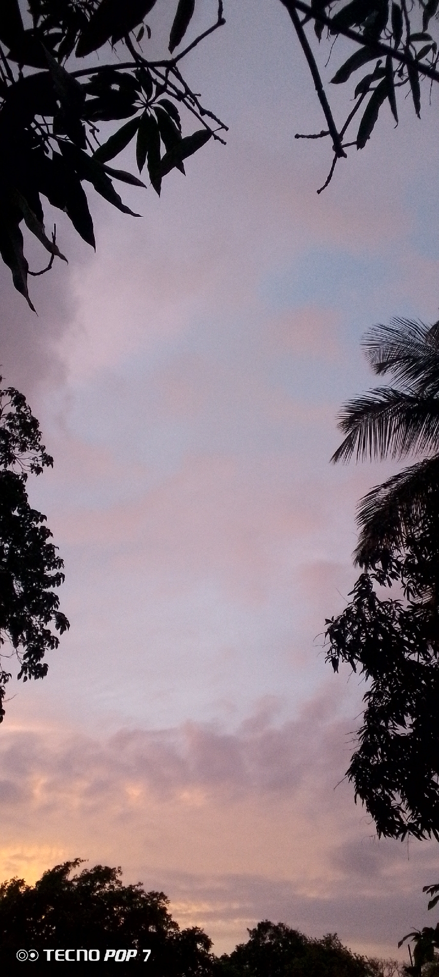 A vertical shot captures a dusky sky filled with clouds, tinged with shades of pink, purple, and light blue. Silhouetted against the sky are the dark outlines of tree branches and leaves at the top, and more dense foliage at the bottom. In the lower left corner, a watermark reads "TECNO POP 7". This scene is from Altagracia, Venezuela.
