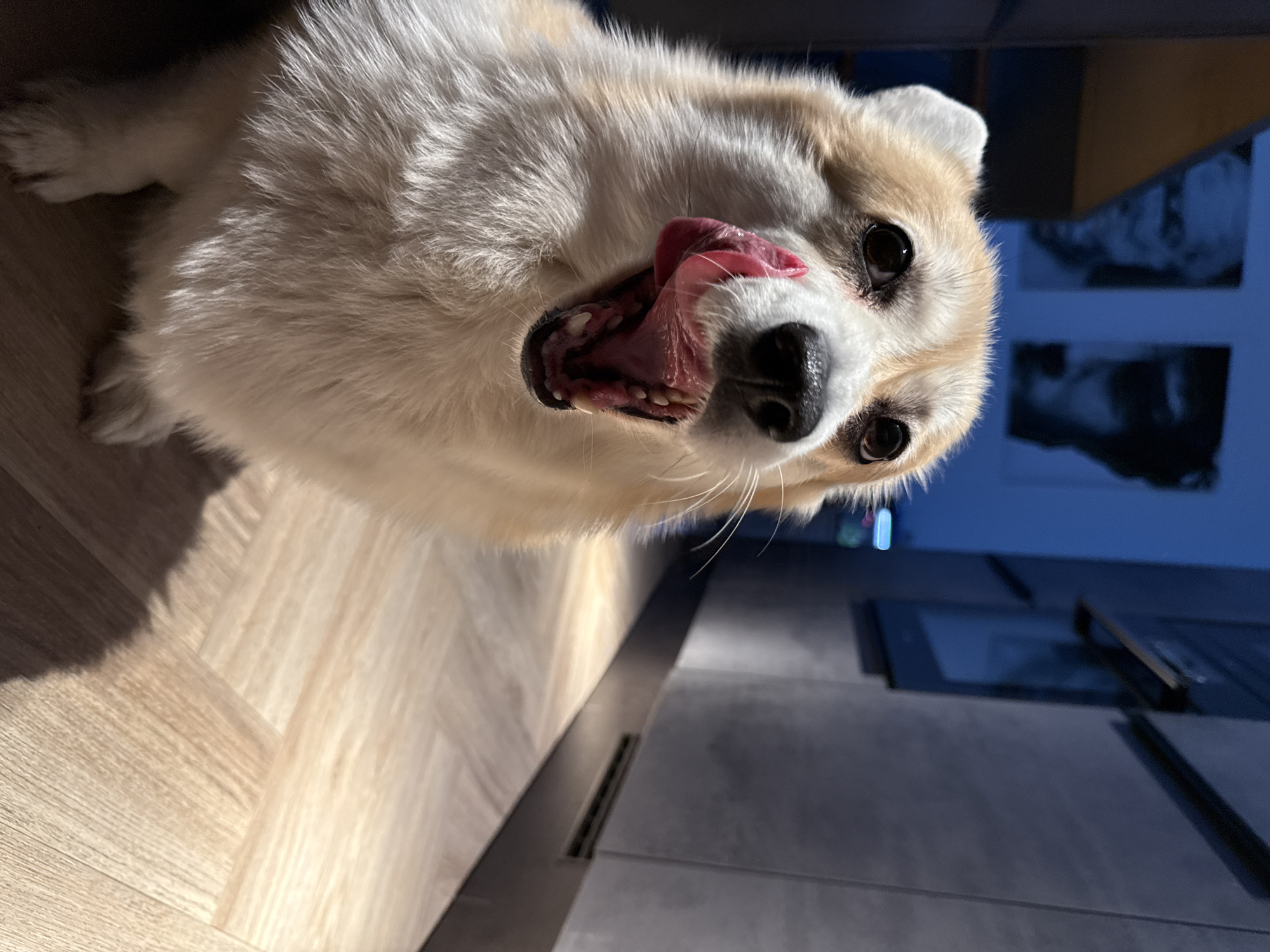 A tan and white dog with a large, open mouth and extended pink tongue is the central subject. The dog's head is tilted towards the camera. It is situated on a light-colored wood floor. Part of the dog's body extends towards the left. To the right of the dog is a dark surface, possibly a cabinet or countertop. An item resembling a handle is slightly visible. The background is blurry, with elements suggesting an interior space. There is no information to suggest the image was taken in Krasnoyarsk, Russia.