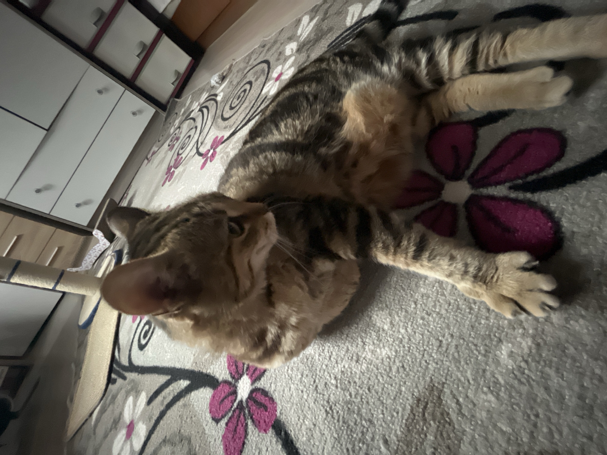 A tabby cat is lying on a floral patterned rug. The cat is facing to the right, with its head turned slightly to the left, and its body is curled. The rug is gray with pink and white flowers and black swirls. In the background, a portion of a cat tree and a dresser with white drawers are visible. The scene appears to be indoors, likely in a residential setting within Ruse, Bulgaria.