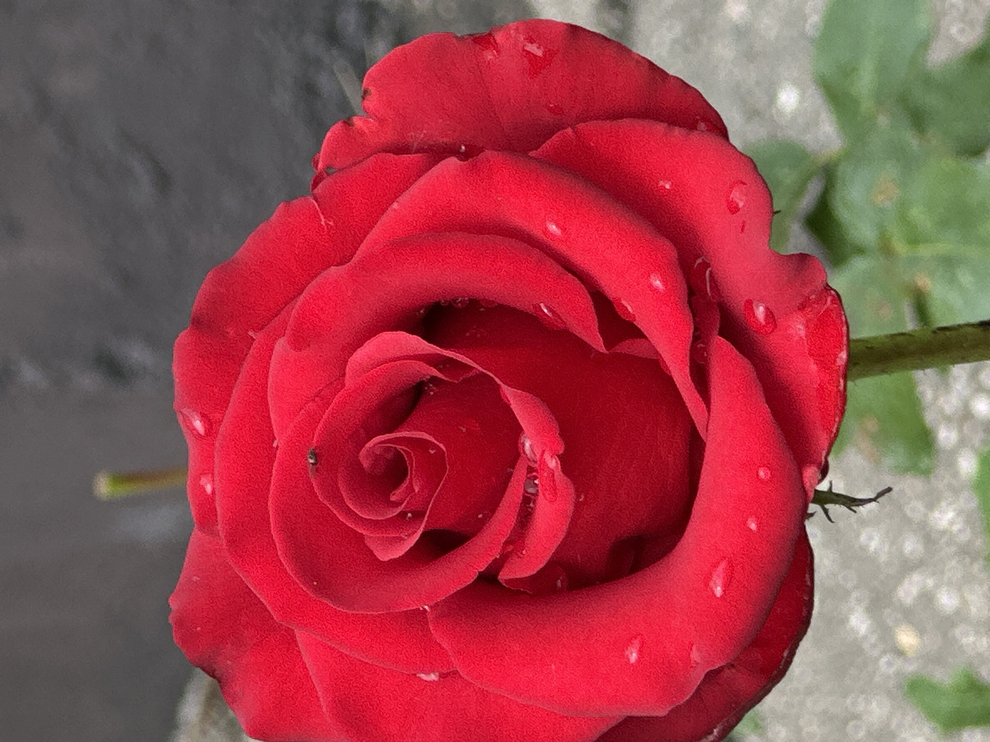 A close-up, vertical, eye-level shot shows a red rose in bloom. The rose has multiple layers of petals, with the innermost petals tightly curled to form a spiral. Several small water droplets are visible on the petals. A tiny black insect is perched on one of the inner petals. The background is blurred, with a dark, textured surface on the upper left and a lighter, speckled surface on the lower portion, with some green leaves visible towards the bottom right. The rose is centered and fills most of the frame.