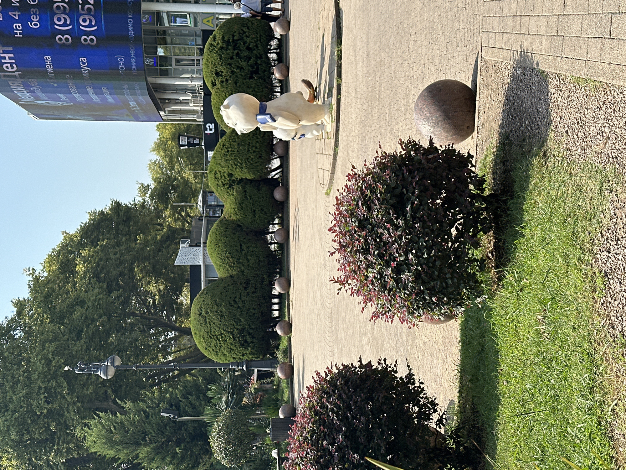 The image depicts an outdoor public space in Sochi, Russia, likely on a sunny day. In the foreground, to the left and right, are two dense, rounded bushes with dark red-purple leaves. Between them, a patch of green grass is visible, with a large, weathered stone sphere resting on the edge of the paved walkway to the right.
Dominating the mid-ground is a circular paved area with a low circular border. Within this area stand two cartoonish statues of white bears, each wearing a blue scarf. The larger bear is in profile, facing left, with its tail visible. A smaller bear stands behind it.
Behind the statues, a row of perfectly manicured, rounded evergreen bushes forms a soft green backdrop. Further back, a tall black lamppost with two globe-shaped lights stands on the left. In the background, a modern building with a large, bright blue digital screen is visible. The screen displays text and numbers in Russian. The overall environment suggests a well-maintained urban park or plaza.