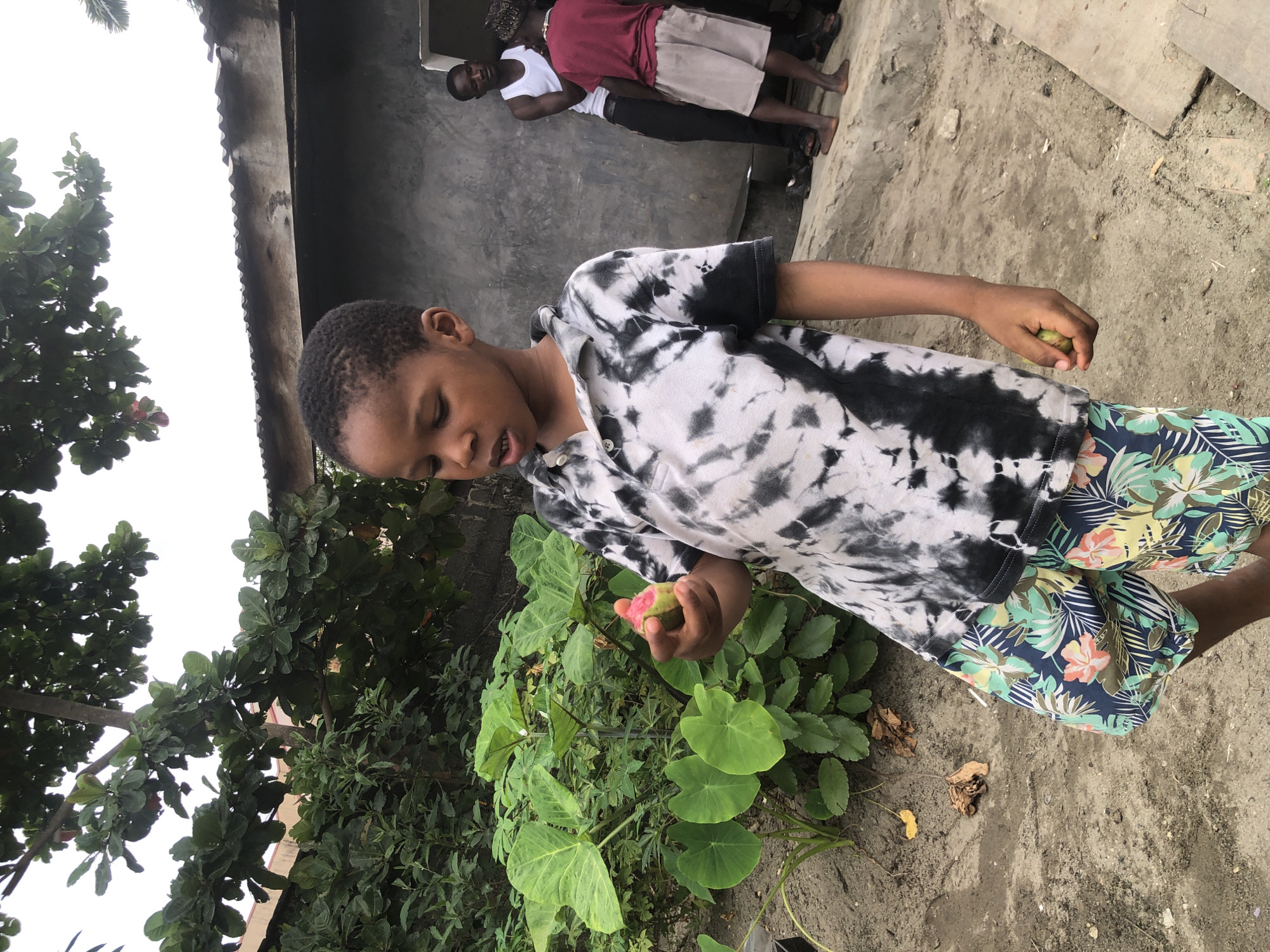In Ado, Nigeria, a young Black boy stands outdoors, holding a small, pinkish-green fruit in his right hand. He is wearing a black and white tie-dye polo shirt and colorful floral shorts. He is looking down at the fruit. In the background, two adult Black males are visible near a building with a corrugated metal roof. One man, wearing a white tank top and black pants, is standing and looking towards the boy. Another man, in a red t-shirt and light-colored shorts, is facing away from the camera. The environment appears to be somewhat unpaved, with dirt and scattered leaves on the ground. Lush green foliage and a large-leafed plant are present behind the boy.