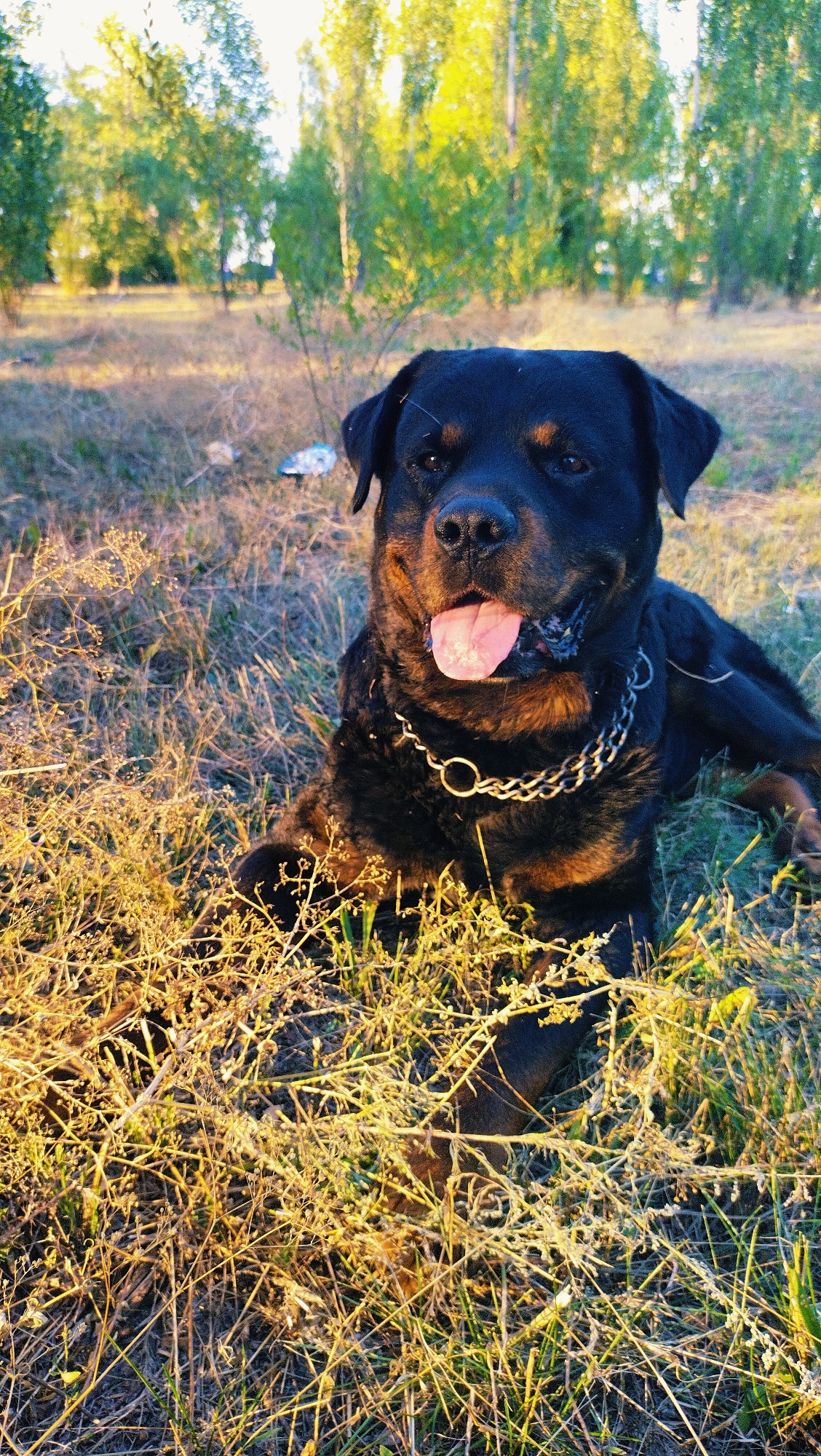 A rottweiler dog with a metal chain collar rests in dry grass, its tongue hanging out. The dog is black and tan, with a muscular build. It is lying down in a grassy field with trees in the background. The sun is setting, casting a warm golden light on the scene. The location is the city of Horishni Plavni, Ukraine.