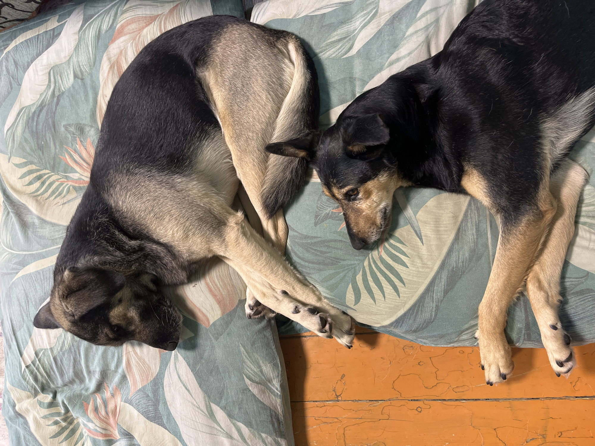 Two dogs are resting on a bed with a tropical leaf pattern. The dog in the foreground is black and tan, with its head resting on its paws. The dog in the background is larger and appears to be a German Shepherd mix, also resting on its side. The bed is positioned on a wooden floor, which appears to be painted orange and has some visible wear and tear. The scene is lit from above, casting shadows on the floor and the dogs. This image does not contain any information that would allow for the identification of a specific location in Nizhny Tagil, Russia.