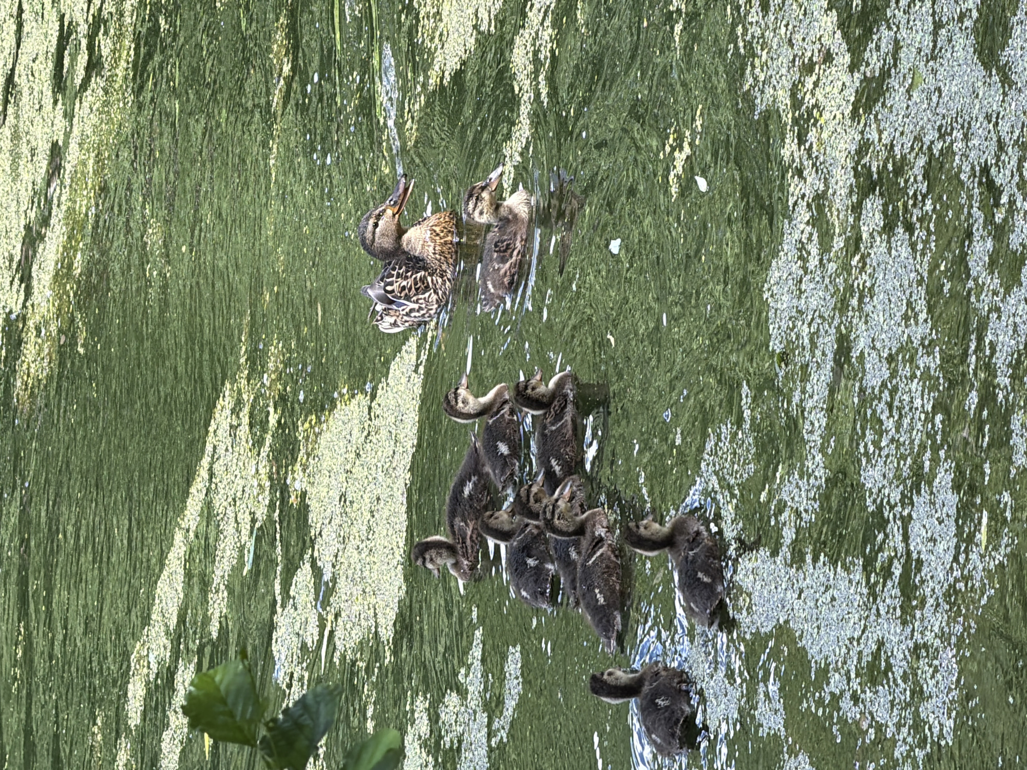 The image shows a mother duck and her ducklings swimming in murky green water. The water is covered in a light-colored film or algae, with some patches of brighter reflections. The mother duck, on the left, is larger with brown and black mottled plumage. She appears to be looking upwards. Several ducklings are clustered around her and further to the right, most of them are facing the same direction as the mother, with their heads up. They are smaller and have dark grey down with lighter stripes. The overall scene is of a natural environment, likely a pond or slow-moving body of water. The lighting suggests it is daytime, and the reflections on the water indicate calm conditions. There are some green leaves visible in the bottom left corner, suggesting vegetation is present nearby. No text is visible in the image.