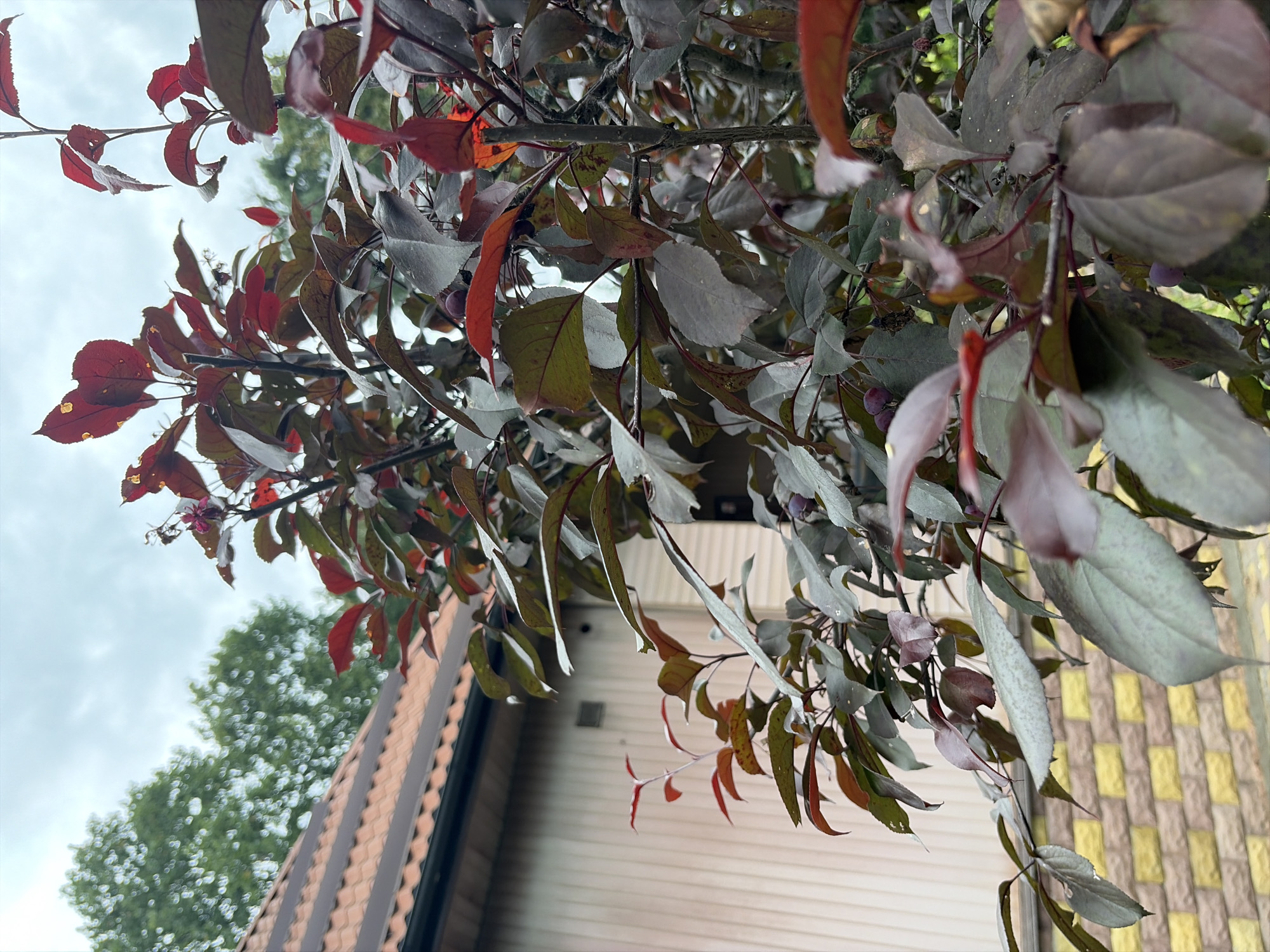 The image depicts a close-up view of a tree with dark red and greenish-brown leaves, some of which appear to be tinged with yellow. Small, dark purple fruits are visible amongst the foliage. In the background, a light-colored building with a textured siding is partially visible, topped by a brown tiled roof. To the left of the building, out-of-focus green trees can be seen against a cloudy sky. A section of a brick wall, patterned with alternating yellow and light brown rectangular bricks, is present in the lower left corner. The scene appears to be outdoors, possibly in a residential or garden setting within the city of Balashikha, Russia. There are no people or active interactions visible in the image.