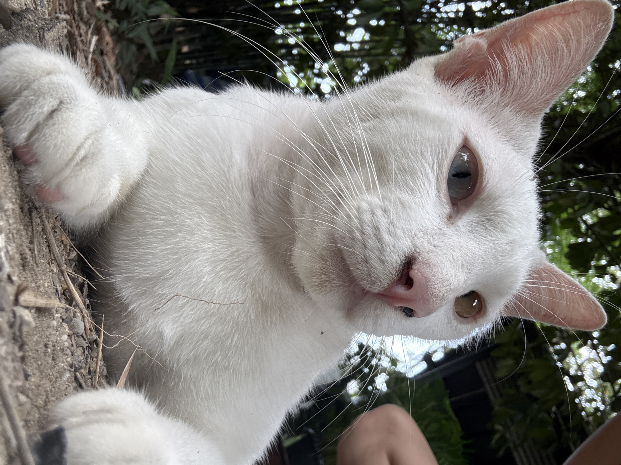 A low-angle, close-up shot features a white cat with heterochromia, its left eye blue and its right eye amber, resting on a ground composed of dirt, small rocks, and dry twigs. The cat's face is directed to the right of the frame, with prominent white whiskers fanning out. In the upper right corner, a human hand with light skin is visible, gently touching the cat's back. The background is a blur of lush green foliage and dappled sunlight, suggesting an outdoor setting, potentially in a tropical environment like ตำบลเกาะพะงัน, Thailand, characterized by abundant plant life and bright, diffused light. The cat's fur is clean and white, and its pink nose has a few dark spots.