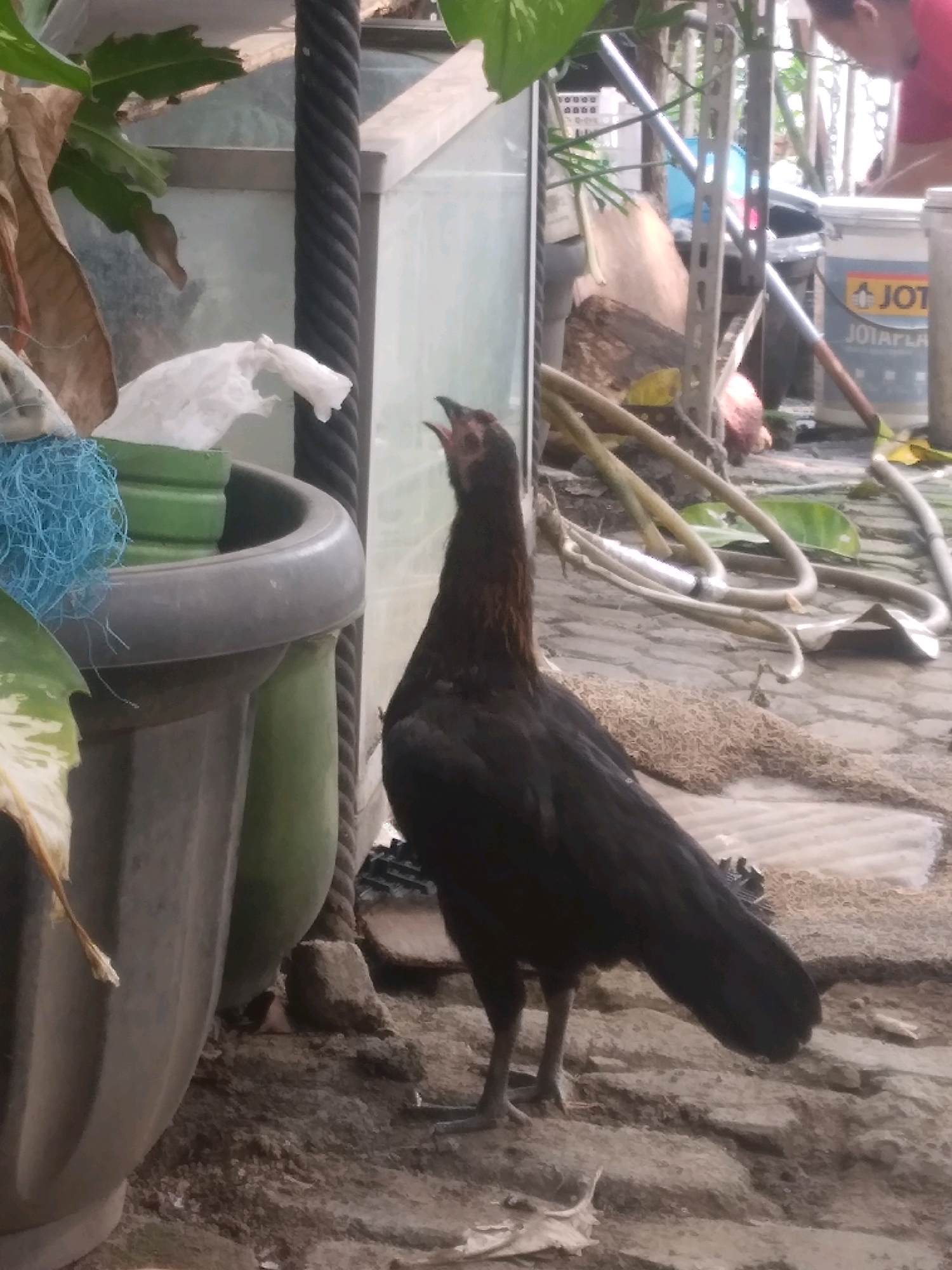A black hen stands on a rough, uneven ground, looking upwards with its beak open. The hen is positioned in the center-right of the frame, with its body mostly in focus. To the left, a large grey planter with green cylindrical objects inside is partially visible. A blue netted object is also present near the planter. In the background, a person wearing a pink shirt is partially visible on the right, and a white bucket with a blue and yellow label that reads "JOTUN" is also in the background. The environment appears to be outdoors, possibly a backyard or alleyway in South Jakarta, Indonesia, with some vegetation and building structures in the distance. The ground is a mix of dirt, small stones, and some dried organic material.