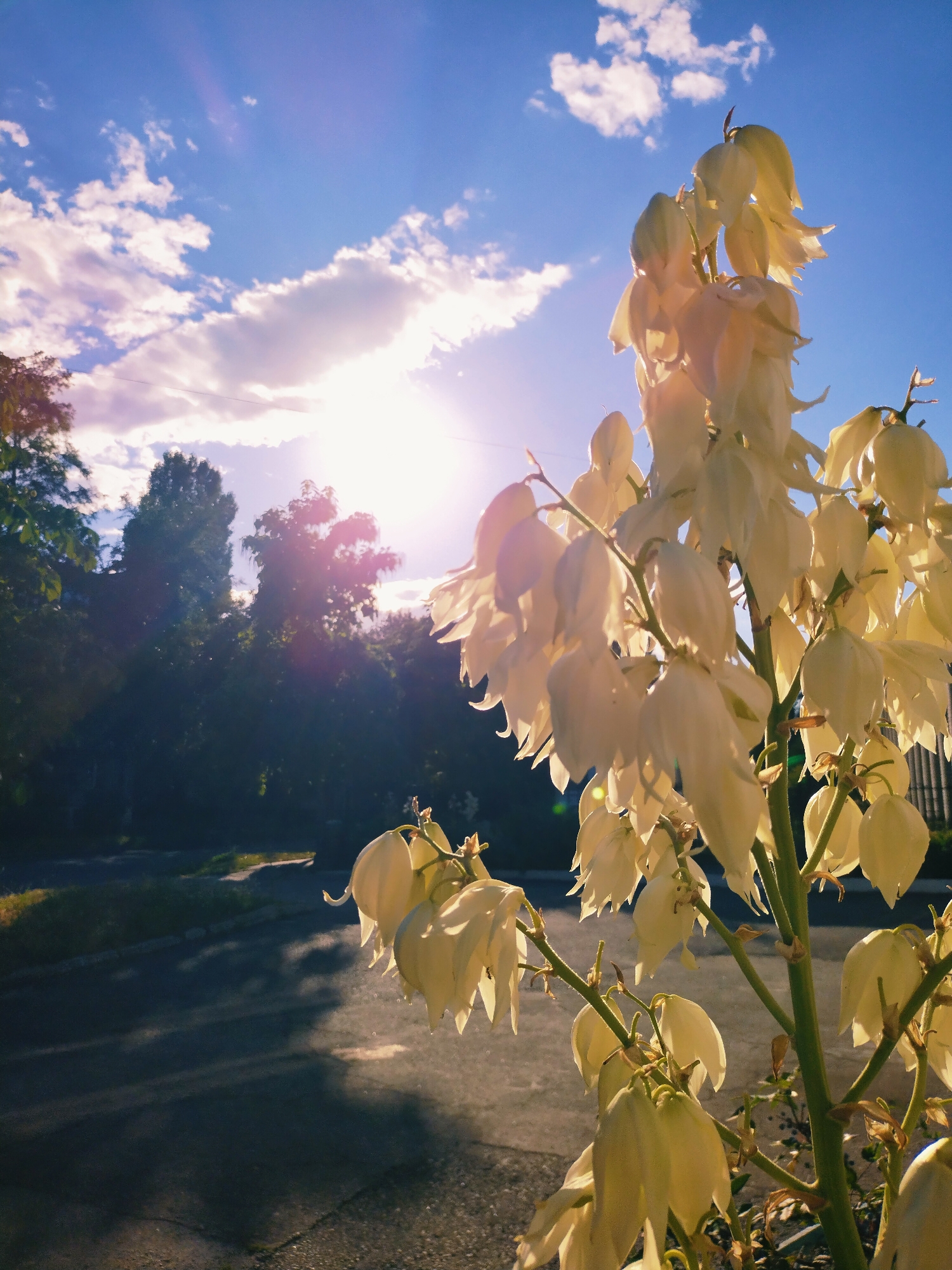 The image depicts a close-up view of a tall stalk of white yucca flowers against a bright blue sky with scattered white clouds. The sun is visible, low in the sky, casting a warm glow and lens flare. The flowers are clustered at the top of the stalk, with individual blossoms hanging downwards. In the background, a line of dark green trees forms a backdrop, with a paved surface, possibly a road or sidewalk, in the foreground. The lighting suggests it is either early morning or late afternoon. The location is specified as Horishni Plavni, Ukraine. There are no people or animals visible in the image.