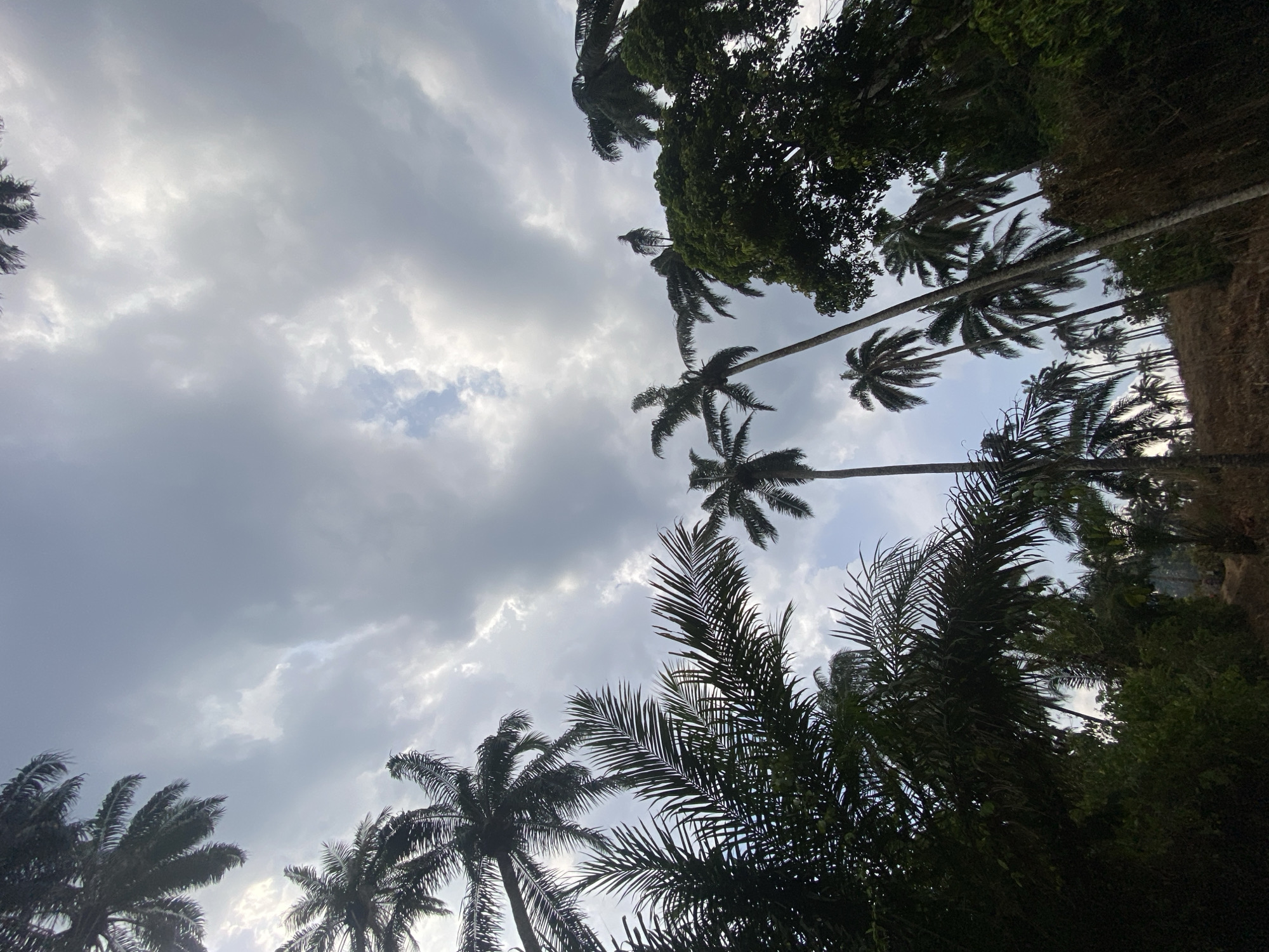 An outdoor scene in Amaigbo, Nigeria, depicted from a low-angle perspective looking upwards through a dense canopy of trees. The sky occupies the majority of the frame, characterized by a substantial covering of grey and white altocumulus clouds, with intermittent patches of lighter, possibly blue, sky visible. Numerous tall palm trees, identified by their distinct frond structures, extend vertically into the upper sections of the image, their dark silhouettes contrasting against the brighter sky. On the lower right, the lush green foliage of broader-leafed trees is also present. The ground level, visible in the lower center and right, appears to be an unpaved, sloping earthen surface with sparse vegetation. No human subjects, animals, or man-made structures are discernible within the frame.
