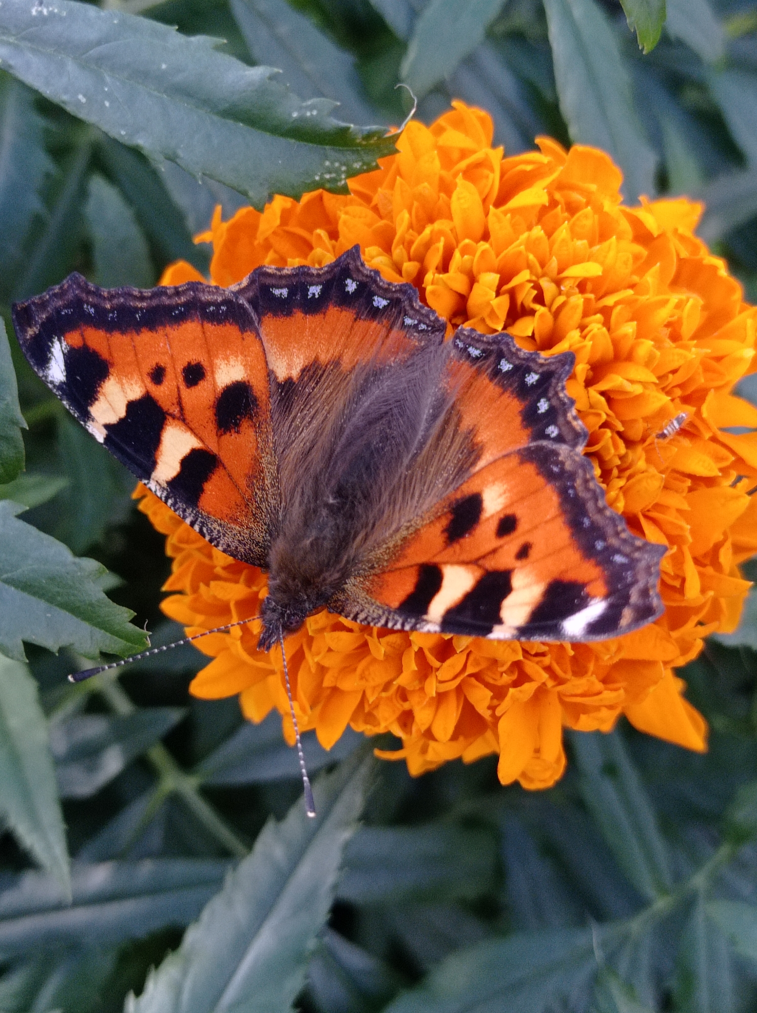 A close-up, overhead shot captures a butterfly perched on an orange marigold flower. The butterfly's wings are predominantly orange with black and white markings, and its body is dark brown and fuzzy. Its antennae are long and segmented with black tips. The marigold is a vibrant orange with many layered petals. In the background, out of focus, are green leaves. The scene is set outdoors, amidst foliage, typical of a garden environment. The location is Degtyarsk, Russia.