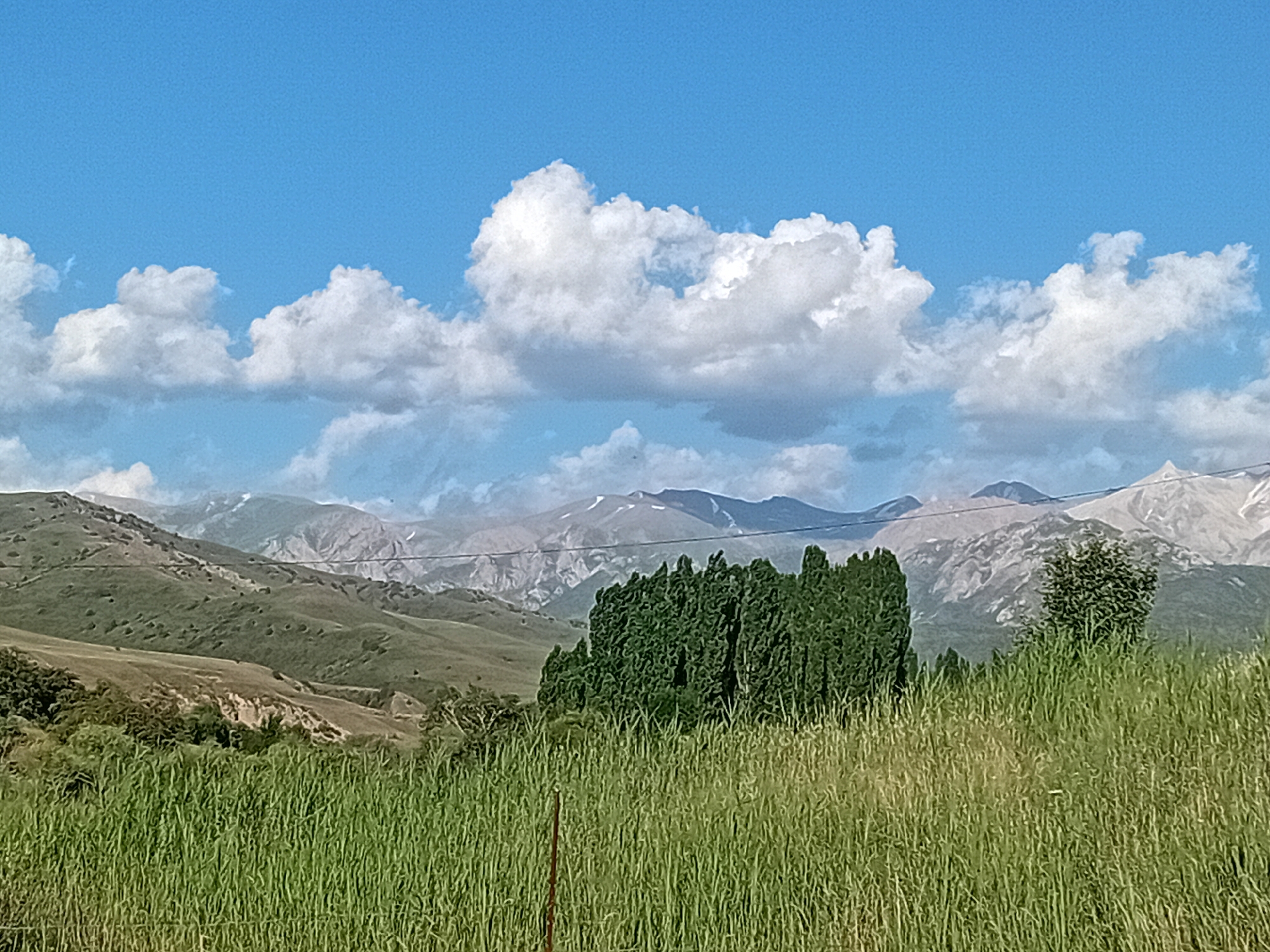 A wide shot captures a pastoral landscape under a bright blue sky dotted with fluffy white clouds. In the foreground, tall, lush green grass dominates, obscuring a thin, rusty-colored metal post. Beyond the grassy field, rolling hills covered in verdant vegetation recede into the distance. A cluster of tall, dark green trees stands prominently in the mid-ground, with a smaller, bushier tree to its right. The background is characterized by a mountain range with rugged, rocky slopes, some of which are capped with snow or lighter colored rock. Thin, light-colored wires are stretched across the mountainous backdrop. The scene depicts a serene, natural environment likely located in a rural area of Көксаяқ ауылдық округі, Kazakhstan.