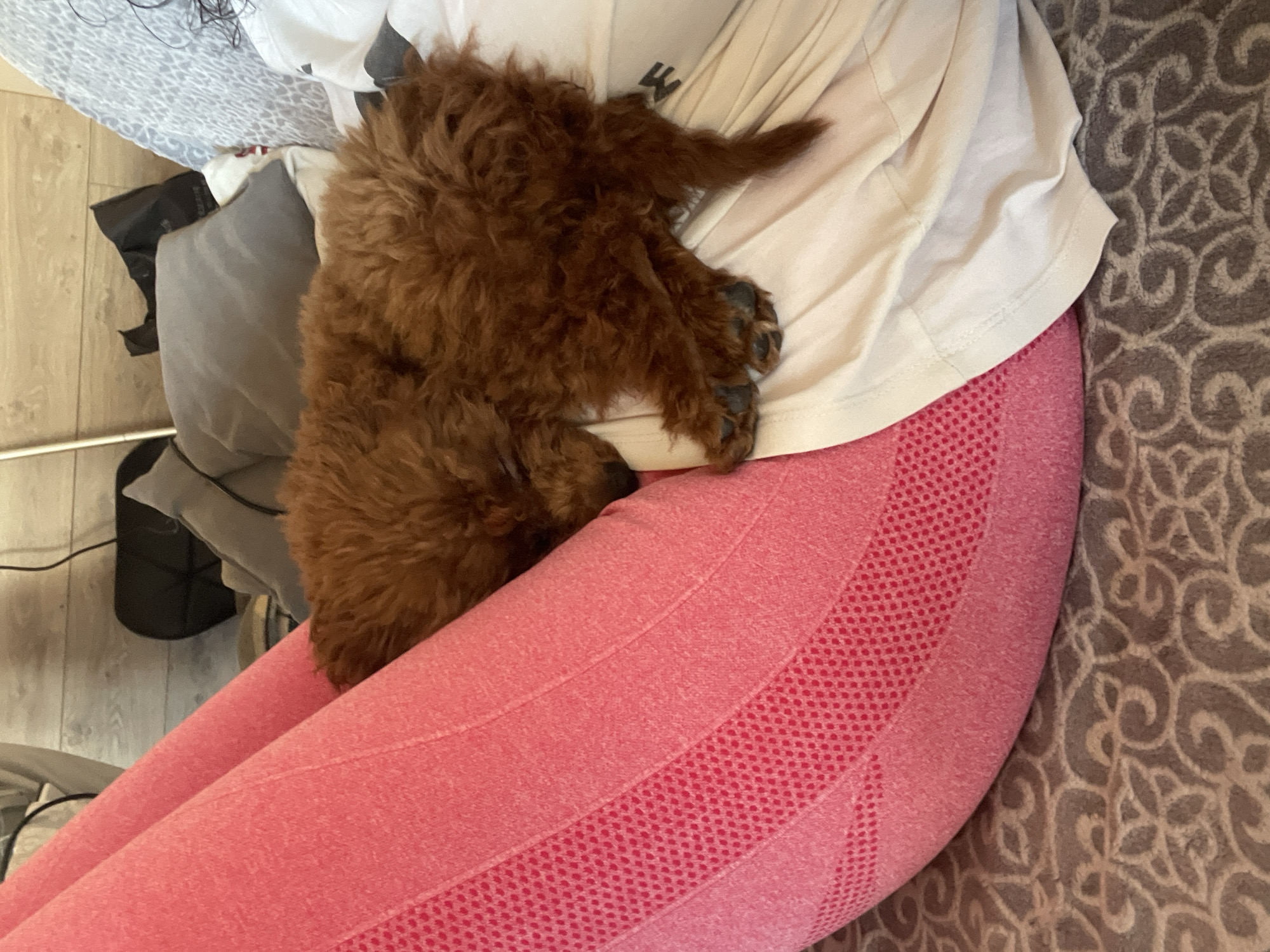 A brown, small dog is sleeping on the lap of a person wearing pink leggings and a white t-shirt. The person is seated on a grey patterned sofa. In the background, there is a floor with light-colored wood paneling, as well as some luggage and a white patterned pillow. The location appears to be indoors. There is no indication that the location is in Sofia, Bulgaria.