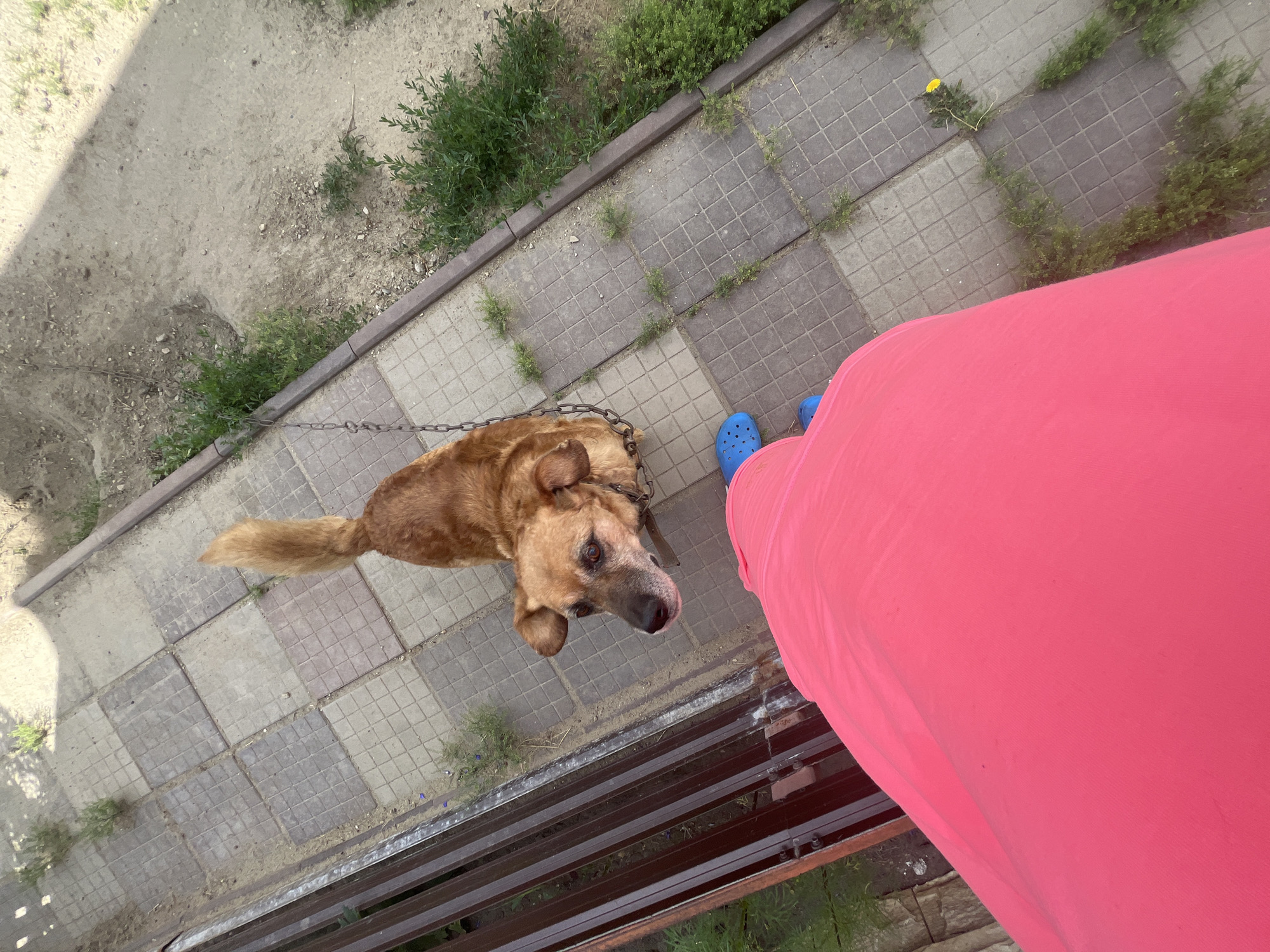 An overhead view captures a medium-sized, brown dog on a paved walkway. The dog is on a chain, looking towards the camera. To the left of the dog, a person wearing bright pink pants and blue Crocs is visible. The walkway is bordered by a metal fence on the left and a dirt area with sparse green vegetation on the right. The scene is outdoors, likely in a residential yard, given the presence of a chain and fenced area. The ground is a mix of paving stones and dirt with weeds growing through the gaps. The sky is visible in the upper portion of the image, suggesting it is daytime. There are no distinct landmarks indicating the specific location within Сухринское, Russia, beyond it being an outdoor, possibly suburban or rural setting.