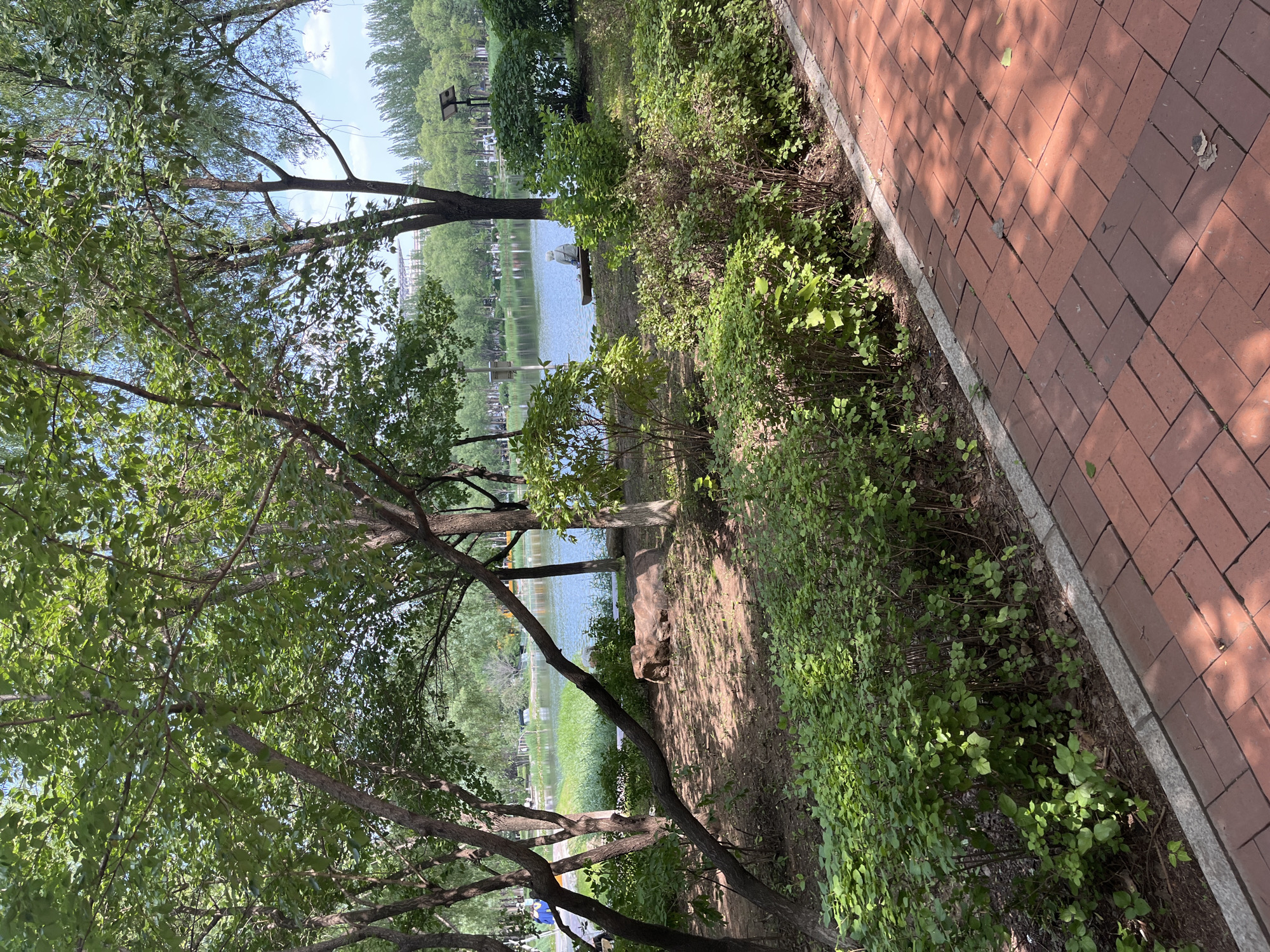 This image depicts a scenic park area adjacent to a lake, likely located in Changchun City, China. In the foreground, a red brick pathway is laid out, bordered by lush green bushes and low-lying plants. Behind the vegetation, the ground is a mix of soil and dry leaves, shaded by the branches of several trees. One of these trees has a distinctive leaning trunk. Further into the scene, a large, irregular-shaped rock rests on the ground. The middle ground features a tranquil lake with reeds growing along its edge. On the opposite bank of the lake, there are more trees and a distant view of buildings. A lone individual is seated on a bench by the water, facing away from the camera. The sky above is a clear blue. The overall atmosphere is peaceful and natural, suggesting a public park designed for relaxation and recreation.