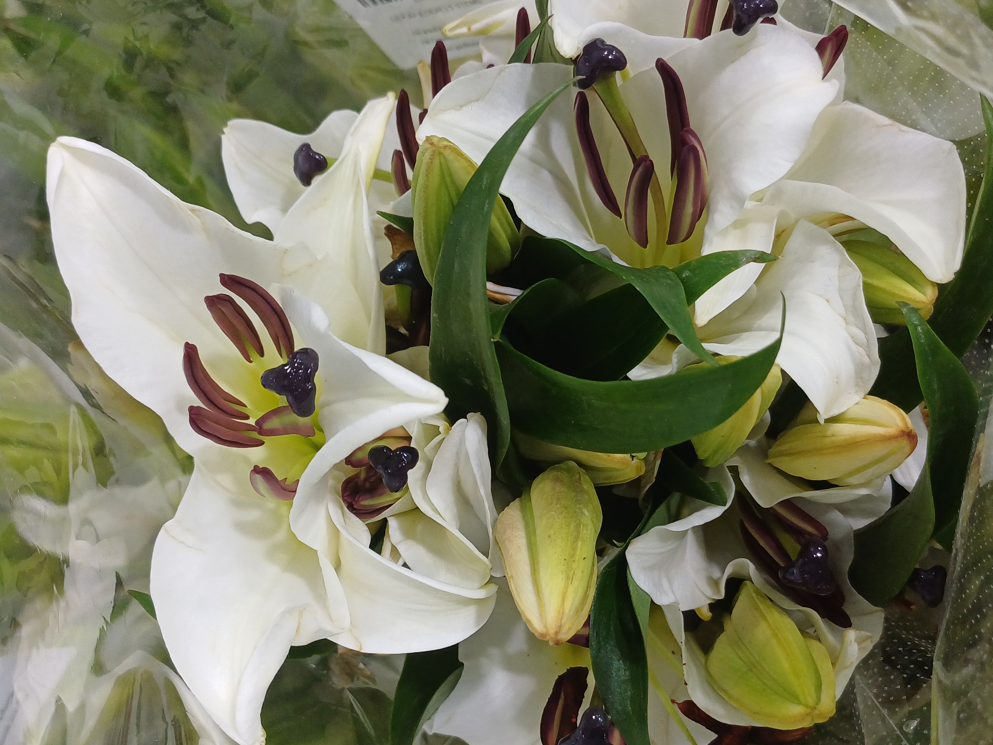 The image is a close-up, eye-level, vertical shot of a bouquet of white lilies, with some buds and green leaves visible. The lilies have prominent dark purple anthers and stamens. The bouquet is wrapped in clear plastic. The background is out of focus and appears to be green, suggesting an outdoor or natural setting. There is no visible indication of a specific location within Kuala Lumpur, Malaysia.