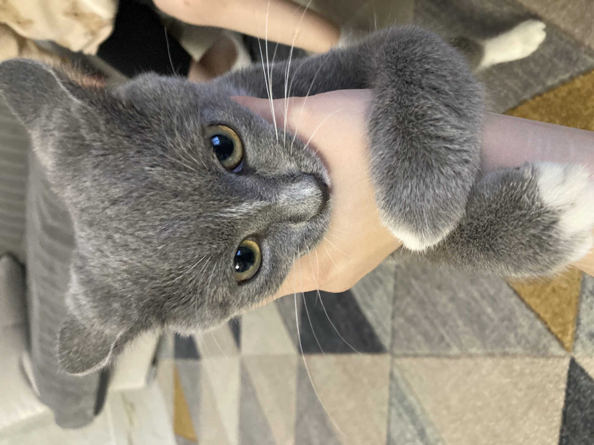 A grey cat is being held up, its face close to the camera. The cat's paws, one of which has white fur, are clasping the arm of a person holding the cat. The background includes a patterned rug in grey, beige, and black, as well as some other indistinct objects. The image does not provide sufficient information to determine the location as Chaikovsky, Russia.