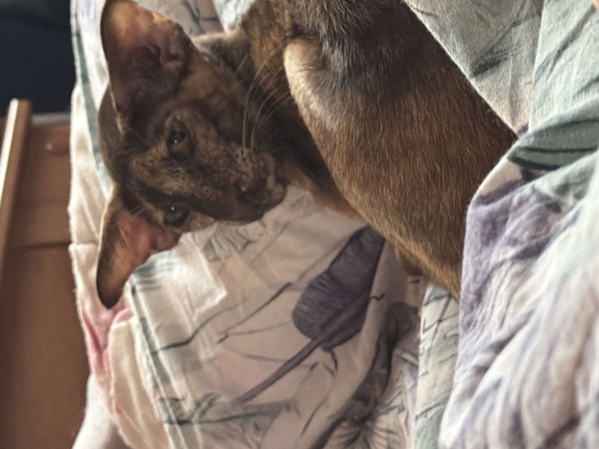 A brown tabby cat lies on a patterned blanket. A chair and part of the room are slightly visible in the background. No information indicates the presence of Chaikovsky, Russia.