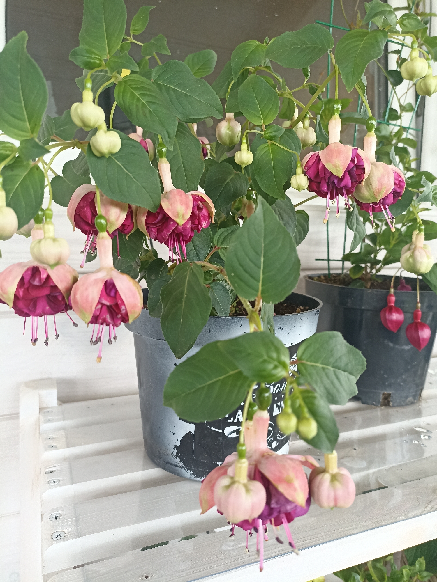 The image shows two potted fuchsia plants with numerous pink and magenta flowers and green buds. The plants are in dark gray pots, one of which is partially visible in the foreground on the right, and the other on the left. Both pots are placed on a white slatted surface. The background is blurred, but appears to be an outdoor setting with some greenery and a window or structure with a green lattice. The lighting suggests it is daytime, with soft natural light. There are no people or animals visible in the image. The location is identified as Shakhunya, Russia.