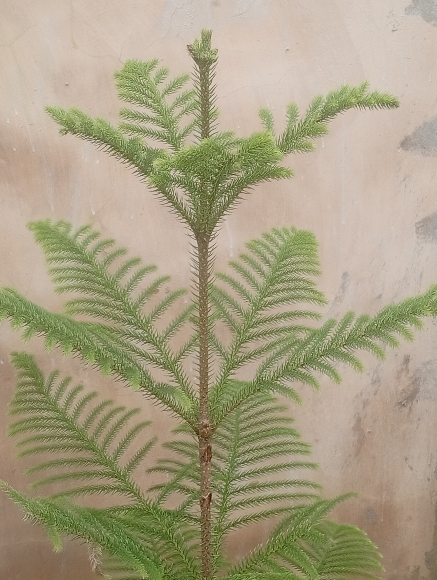 A medium shot of a Christmas tree with a textured wall as the background is shown. The tree is green and appears to be young. The wall is a light brown color and has some texture to it. The lighting in the image is even and natural. The Christmas tree is the sole subject of the image. There is no information about the location of Akokwa, Nigeria.
