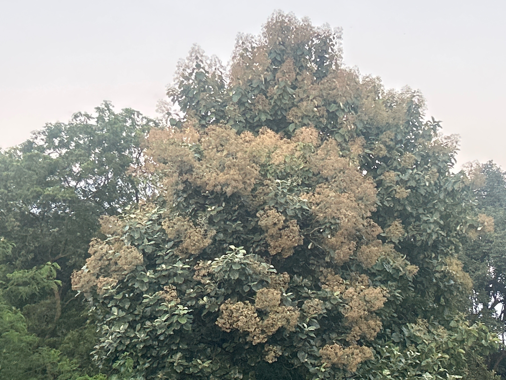 The image shows a dense canopy of trees, with a focus on a large tree in the foreground that is laden with clusters of dried flowers or seed pods. The tree in the foreground has dark green leaves interspersed with the light brown, textured clusters, which appear to be past their blooming stage. The background features more trees with lush green foliage, suggesting a natural or park-like setting. The sky is overcast and a pale gray, indicating a cloudy day. The scene is devoid of any human presence or activity. The location is identified as Khirsadoh, India.