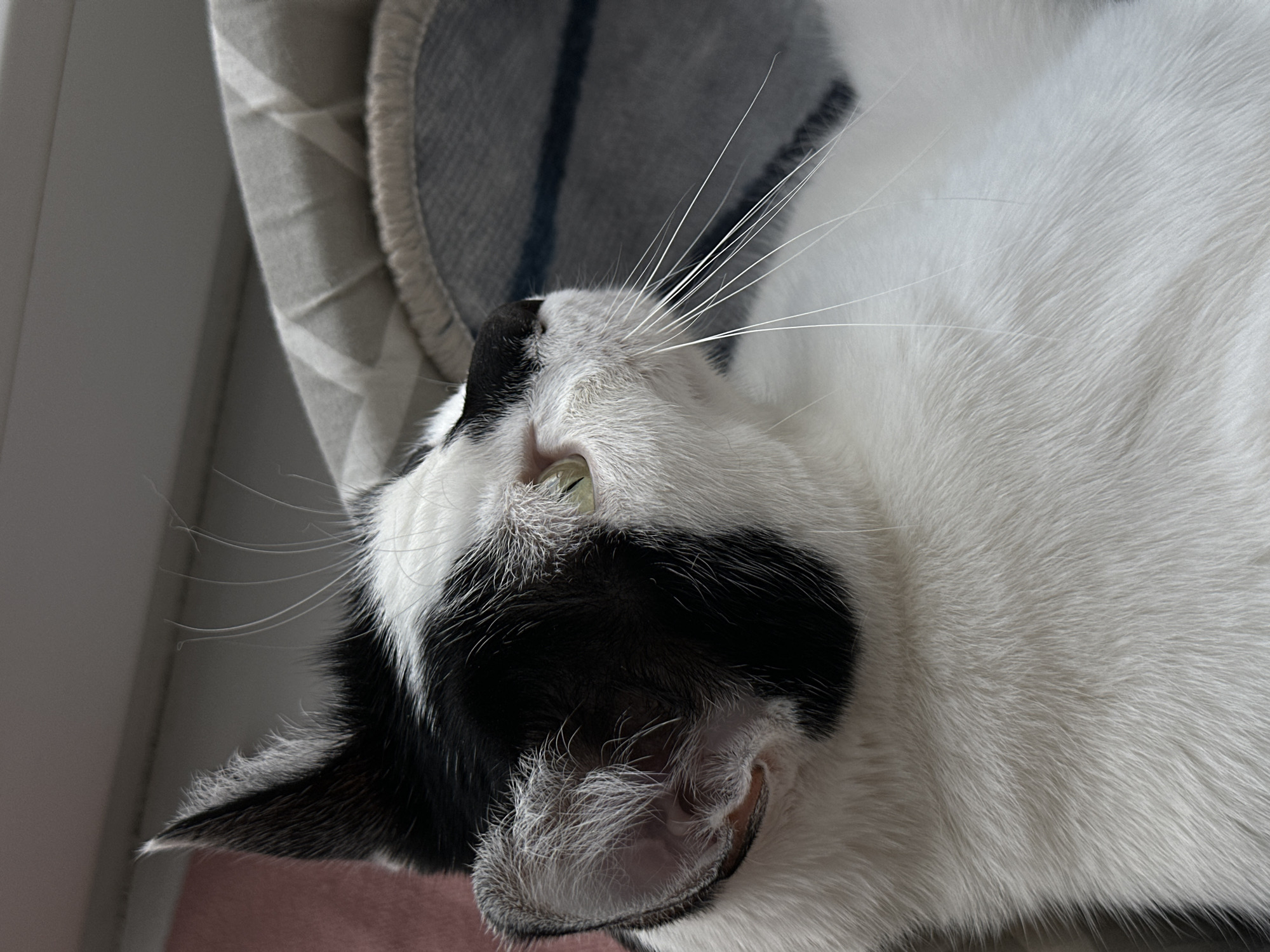 A black and white cat lies on a gray and white patterned cushion next to a white wall. The cat has white fur with black markings on its head and ear. It is looking upwards, exposing its white whiskers. The environment suggests an indoor setting. The location within Kokshetau, Kazakhstan cannot be determined from the image.