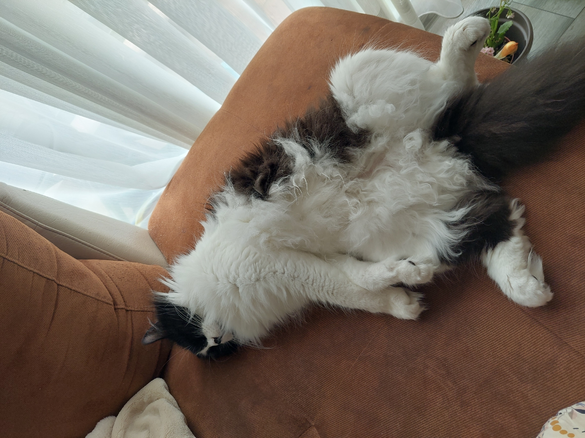 A black and white fluffy cat is lying on its back on a brown sofa. The cat is positioned diagonally across the sofa, with its head near the left edge and its tail extending towards the upper right corner. The cat's belly is exposed, and its paws are curled. A white curtain is visible behind the sofa, suggesting an indoor setting. The location in Plovdiv, Bulgaria, cannot be determined from the visual information. A pot with plants is visible in the top right corner.