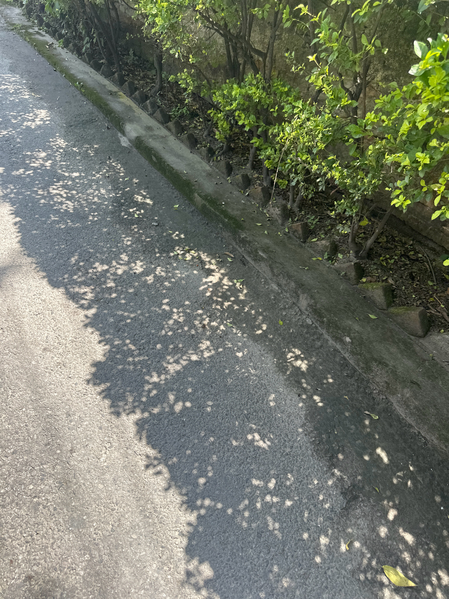 The image depicts a section of a paved pathway or road running alongside a vegetated area. Sunlight filters through the leaves of trees and shrubs, casting dappled shadows across the gray asphalt. To the right, a low concrete border separates the paved area from a strip of soil containing the plants and their trunks. The plants appear to be dense and green, with some visible branches and foliage illuminated by the sunlight. The background shows a textured wall, possibly made of stone or concrete. Scattered leaves lie on the ground and on the border. The overall scene suggests an outdoor setting, likely a park, garden, or roadside in Lalitpur, Nepal, on a sunny day. There are no people or animals visible in the image.