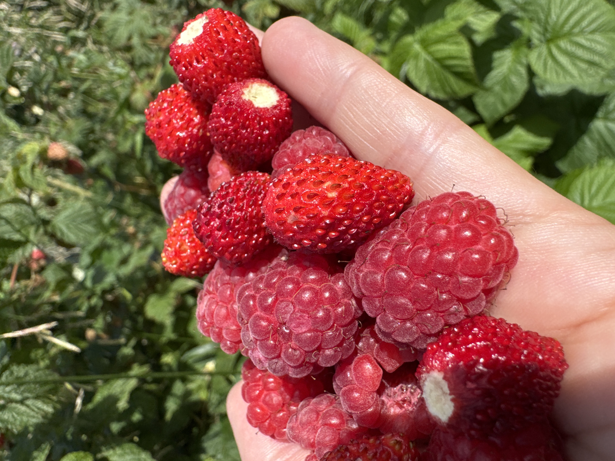 A close-up shot shows a person's hand holding a cluster of ripe raspberries and wild strawberries against a blurred background of green foliage. The hand is lightly tanned and shows the texture of skin, with a portion of the thumb and index finger visible. The fruits are a vibrant red, with raspberries exhibiting their characteristic segmented form and the wild strawberries showing their textured surface and small seeds. The sunlight creates bright highlights on the berries. The overall impression is of a fresh harvest from a garden or natural setting. The location is identified as Kempelevo, Russia.