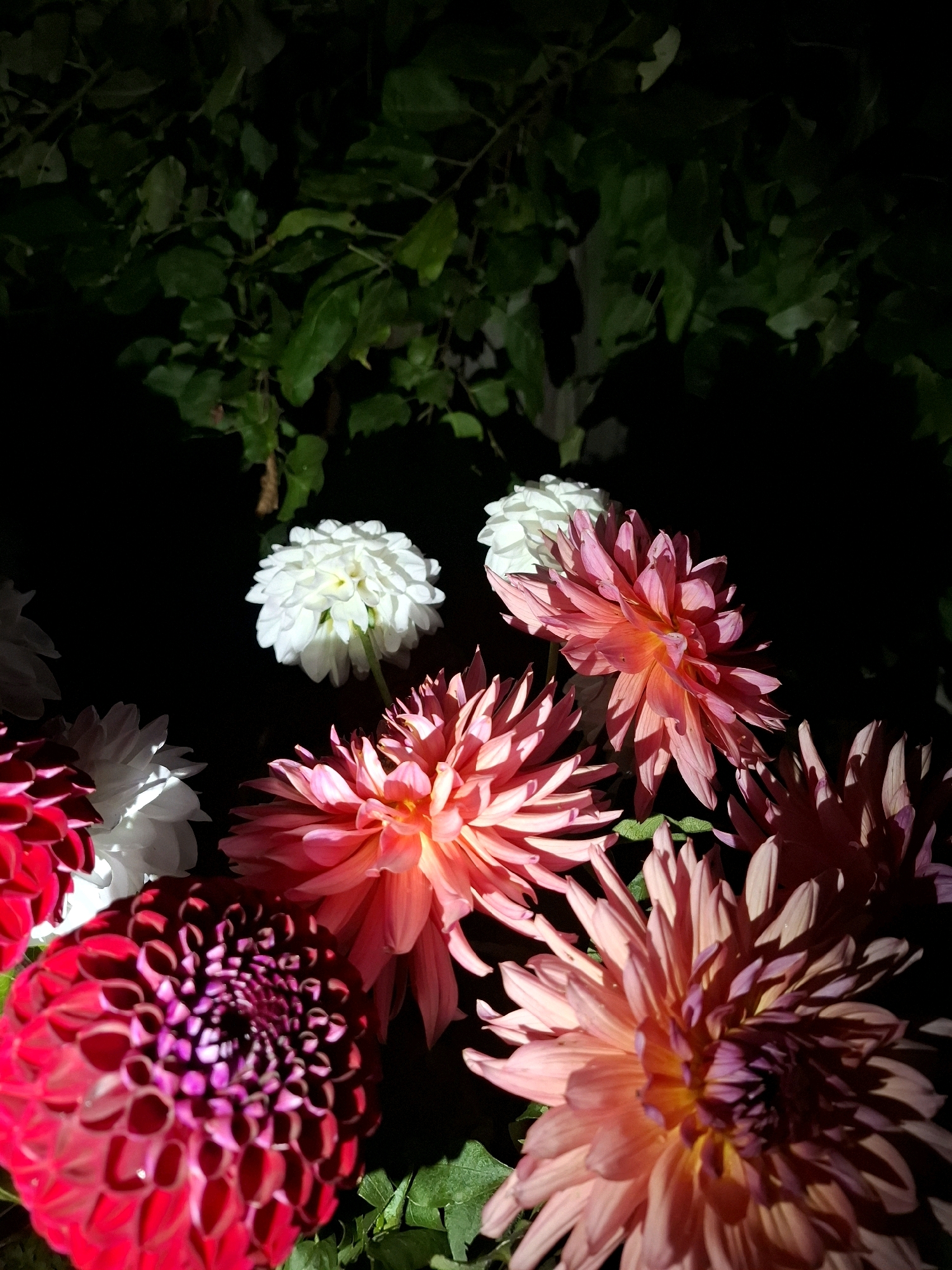 This image depicts a close-up, low-light photograph of several dahlia flowers. The flowers are arranged in a cluster, with vibrant pink, white, and deep red hues dominating the scene. The background is dark, with the upper portion of the image showing shadowed green foliage. The lighting suggests artificial illumination, as specific areas of the flowers are brightly lit, creating strong highlights and deep shadows. There are no people or any recognizable urban elements visible that would indicate a specific location within the city of Tyumen, Russia. The focus is entirely on the botanical subjects.