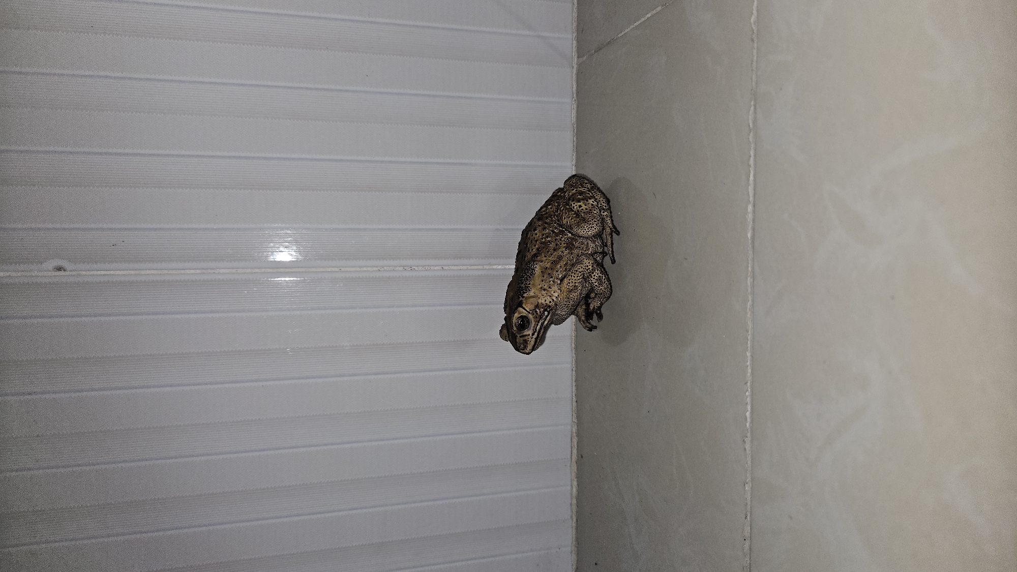A large toad is prominently featured, clinging to the interior corner where two tiled walls meet. The amphibian is oriented vertically, head pointing downwards, with its dark, textured, warty skin clearly visible. Its eyes are dark and appear to be looking forward. The wall on the left side of the frame features horizontal, light-colored tiles with raised ridges, creating a striped pattern. The wall on the right is a lighter, plain, smooth tile, possibly off-white or light beige. The lighting suggests an indoor setting, likely artificial, casting some soft shadows. There is no discernible activity other than the toad resting or clinging to the wall. No people or visible text are present in the image. The scene takes place in Cam Đức, Vietnam.