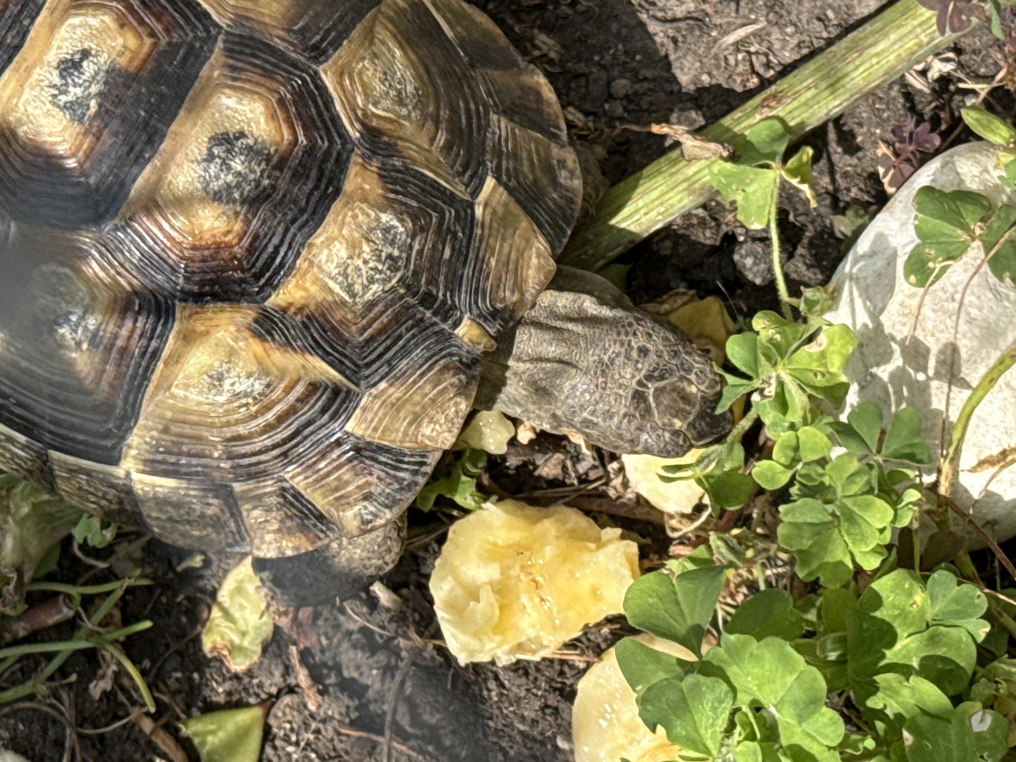 This is a close-up, high-angle, outdoor shot of a tortoise eating a piece of yellow fruit. The tortoise has a patterned shell with shades of brown, tan, and black. Its head and front leg are visible, with scaly skin. The ground beneath the tortoise is dark soil with patches of green clover-like plants, some dry leaves, and a thick green plant stem. There are also several pieces of yellow, mashed fruit scattered on the ground. The scene appears to be in a garden or naturalistic enclosure. The specific location in Burgas, Bulgaria, cannot be determined from the image.