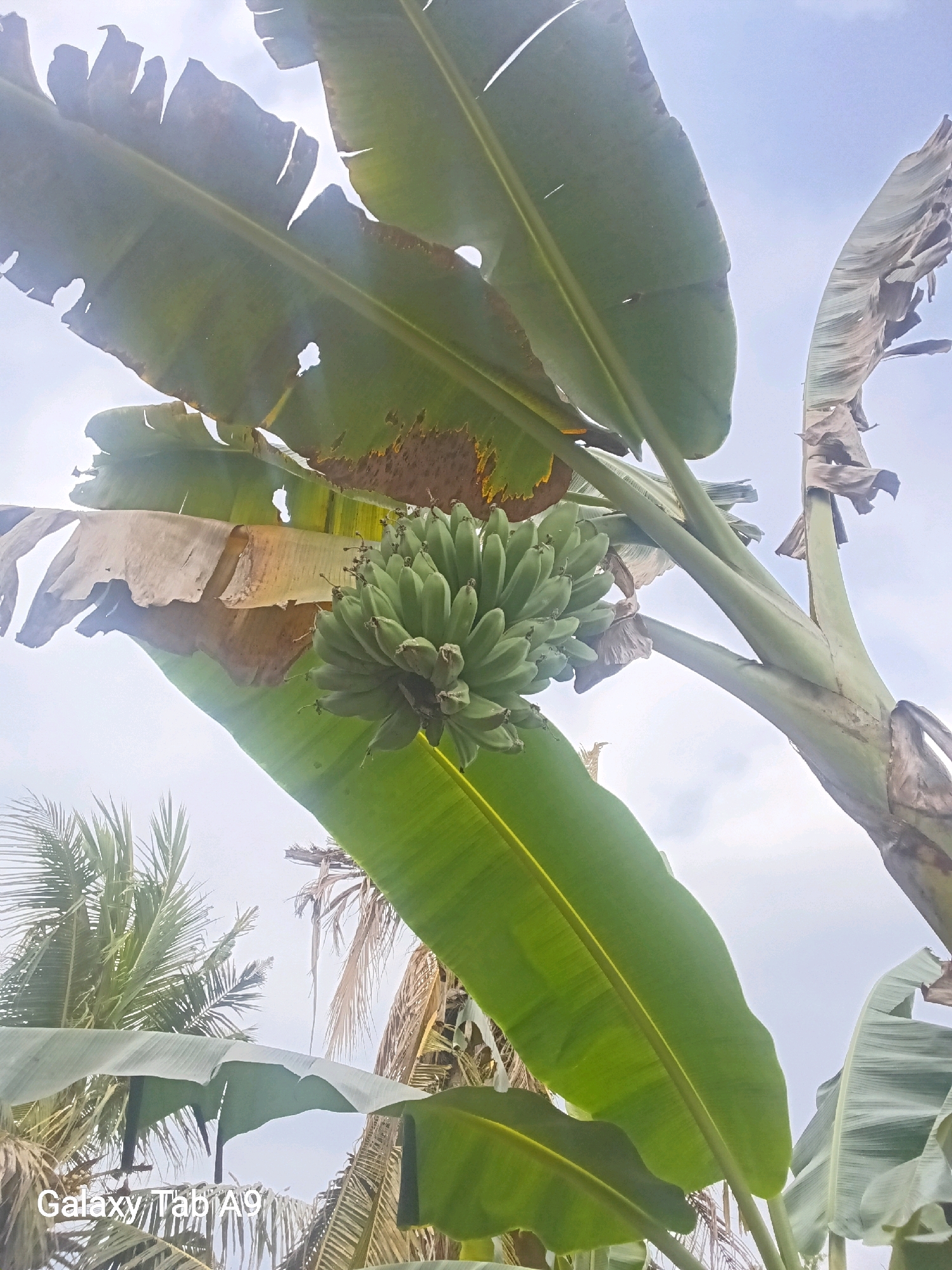 The image displays a bunch of green unripe bananas hanging from a banana tree. The tree has large, broad leaves, some of which are tattered and dried, indicating natural wear and tear or the presence of wind. The background consists of a bright, overcast sky and the tops of other tropical plants, including palm trees, suggesting an outdoor environment in a humid, possibly tropical climate. The lower portion of the image shows the text "Galaxy Tab A9", which is a device watermark. The scene is situated in Rejowinangun, Indonesia.