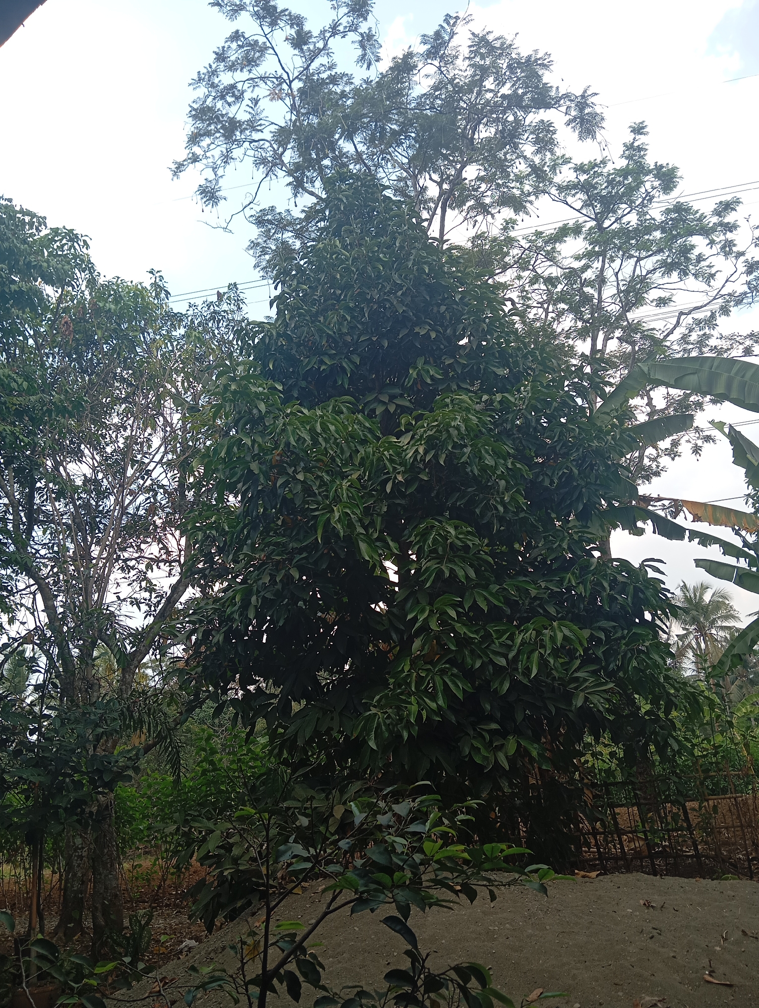 A vertical, medium shot captures a densely leaved, tall tree dominating the frame, its foliage a rich, dark green. To the left, another tree with a visible trunk and thinner branches rises, also covered in green leaves. In the background, lighter green foliage and the pale blue sky with some white clouds are visible. The ground in the foreground is a light brown, sandy soil, with scattered dry leaves and small green plants. A rudimentary fence made of bamboo poles is partially visible in the mid-ground. The scene is likely outdoors, in a rural or semi-rural environment.