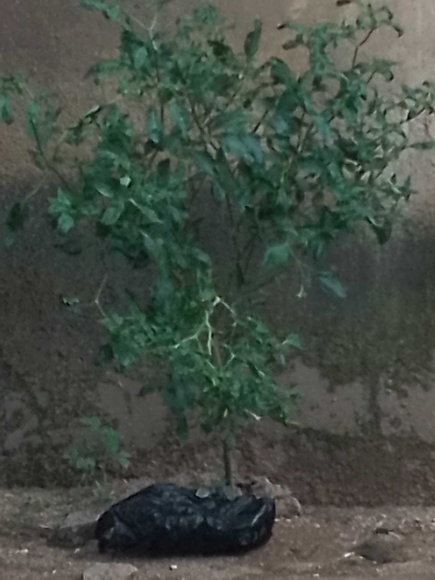 An outdoor shot, possibly in the city of Jauro Yinu, Nigeria, shows a small, leafy green tree in the center of the frame, with its branches reaching upwards and outwards. The ground surrounding the tree is composed of dirt and small stones, with a darker, somewhat lumpy object resembling a black plastic bag lying at the base of the tree. In the background, a textured wall, possibly made of concrete or stucco, serves as the backdrop. The lighting suggests it might be dusk or a dimly lit area.
