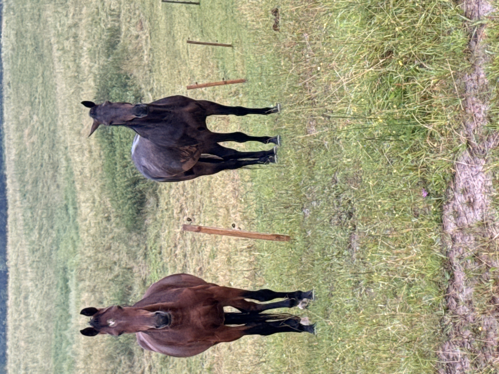 The image shows two horses standing in a grassy field in Galinė, Lithuania. The horse on the left is a reddish-brown color with a white blaze on its forehead. It is facing the camera. The horse on the right is a dark brown or black color and is also facing the camera. Both horses are standing on all four legs. The background consists of a gently rolling green field with some tall grass and scattered wildflowers. In the distance, there is a blurred line of trees or vegetation. The overall impression is a peaceful rural scene.