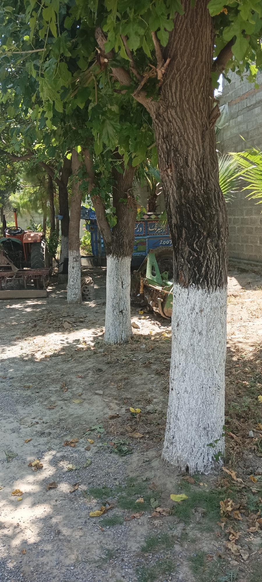 The image depicts a row of trees lining a roadside in Alam Khan Kalay, Pakistan. The trees have been painted white on their lower trunks. Beyond the trees, agricultural machinery is visible, including a tractor and a colorfully decorated truck or trailer. The ground is gravelly with scattered leaves and small patches of vegetation. A brick wall is visible in the background. There are no people present in the scene.