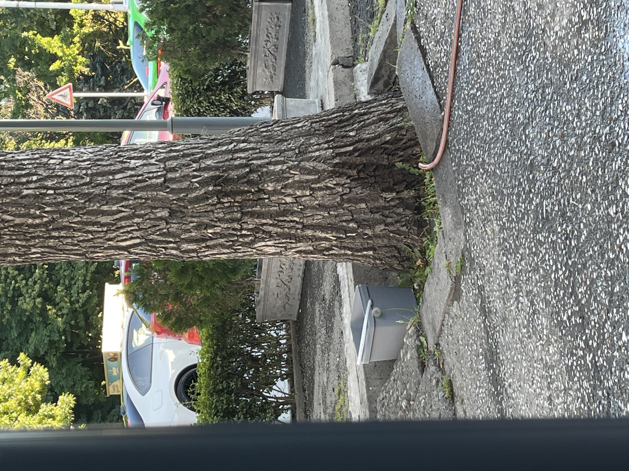The image depicts an outdoor scene with a large tree trunk prominently in the foreground, occupying the right half of the frame. The tree has rough, textured bark. In front of the tree, on a concrete surface, is a gray bucket with a white handle. A thin, red hose is visible snaking across the concrete towards the right edge of the image.
In the background, beyond a hedge, there are several cars. A white car is on the left, with a box-like object on its roof. Behind the white car, a red car and a green car are partially visible. A triangular road sign with a bicycle symbol is mounted on a pole behind the cars. The environment appears to be urban, with trees and hedges suggesting a park or street-side setting. The ground surface is paved with small stones and asphalt.
This scene is located in Plovdiv, Bulgaria, specifically near a building that displays a sign with Cyrillic lettering, though the specific text is not fully legible. The presence of cars, road signs, and paved surfaces indicates an urban environment. The lighting suggests it is daytime, with sunlight casting shadows.