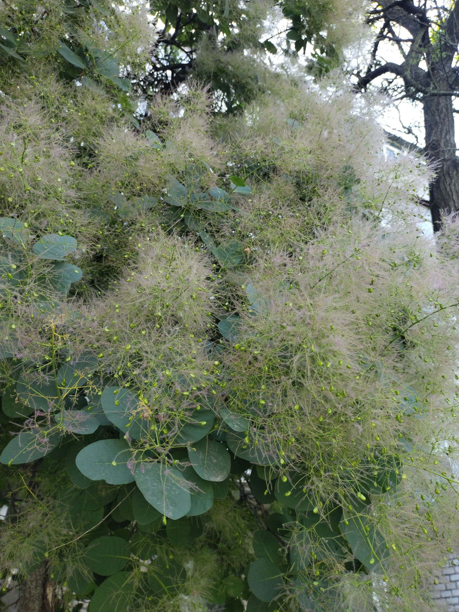 The image displays a close-up view of a smoke tree (Cotinus coggygria) flourishing in an urban environment in Horishni Plavni, Ukraine. The central subject is a dense cluster of the tree's distinctive fluffy, pinkish-white sterile pedicels, which create a smoke-like appearance. Numerous small, green, spherical drupes (developing fruits) are visible amongst these wispy structures. The tree's foliage consists of rounded to obovate, dark green leaves, some exhibiting a slight glaucous or purplish tint, particularly visible in the lower sections of the frame. In the background, to the upper right, the trunk and bare branches of a larger, darker tree are visible against a bright, possibly overcast sky. A light-colored building, potentially with brickwork, is partially discernible in the distant background. The scene is illuminated by ambient daylight, casting no harsh shadows. No people are present.