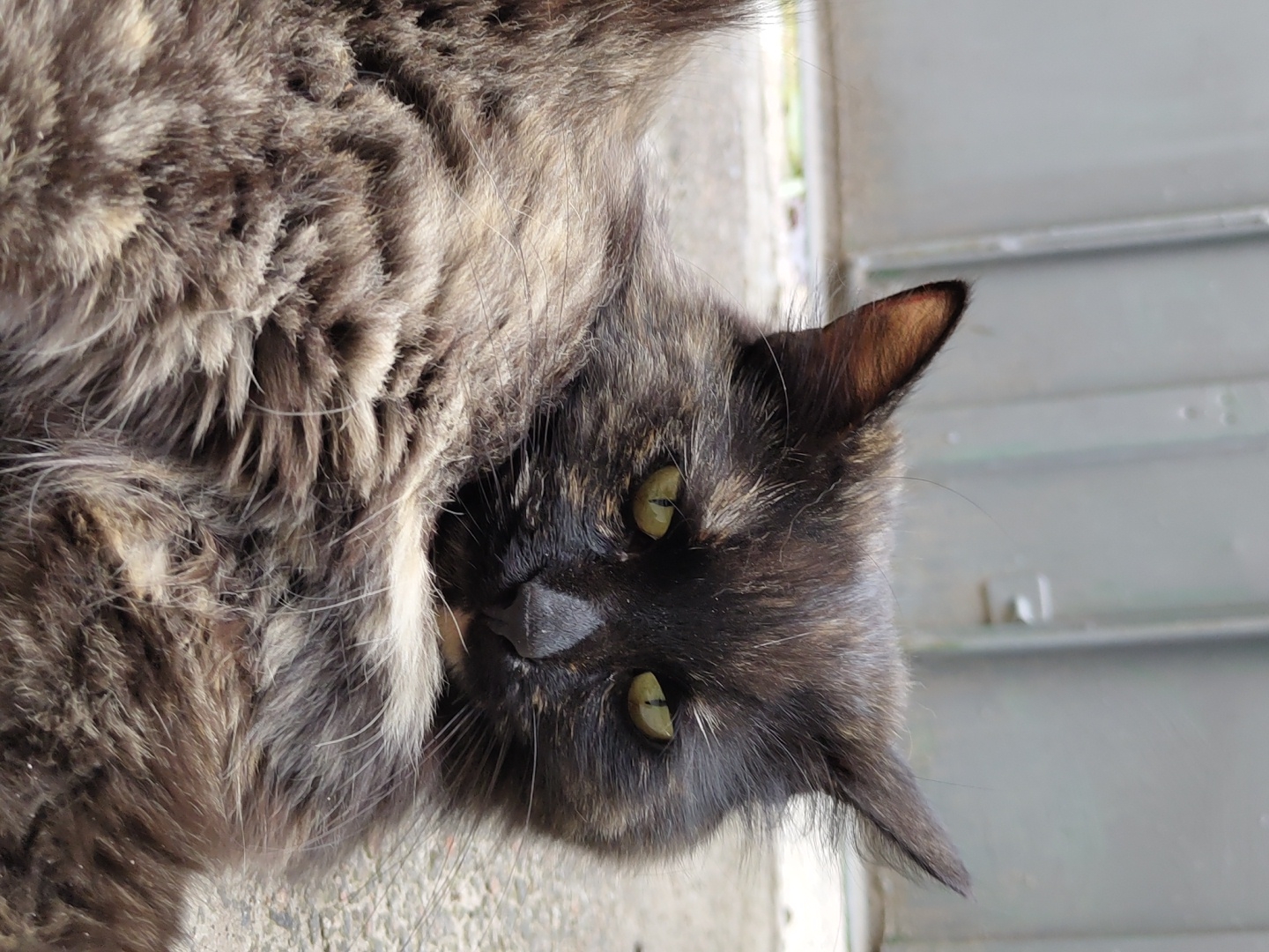 A tortoiseshell cat with bright green eyes is lying on a concrete surface, with a grey metal fence in the background. The cat's fur is a mix of black, brown, and tan. The cat is looking directly at the camera. The lighting suggests it is daytime, with the sun casting shadows. The environment appears to be outdoors, possibly in an alleyway or backyard.